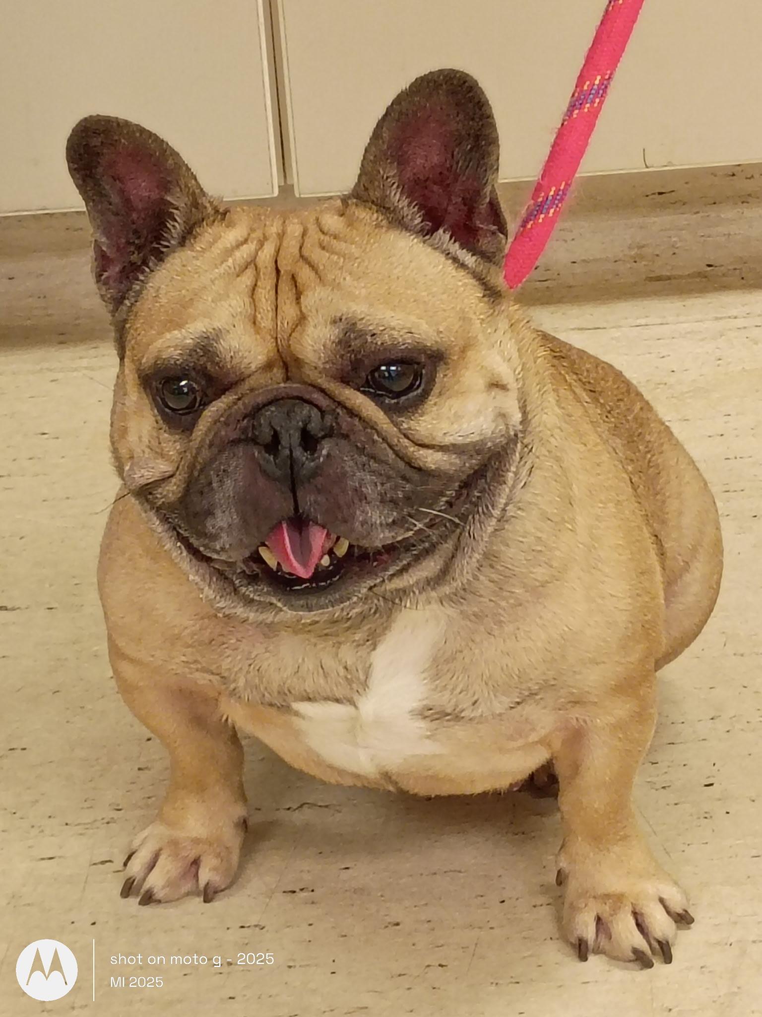 Enlarge Igor, a ADOPTABLE French Bulldog in Folsom, CA image 6/6