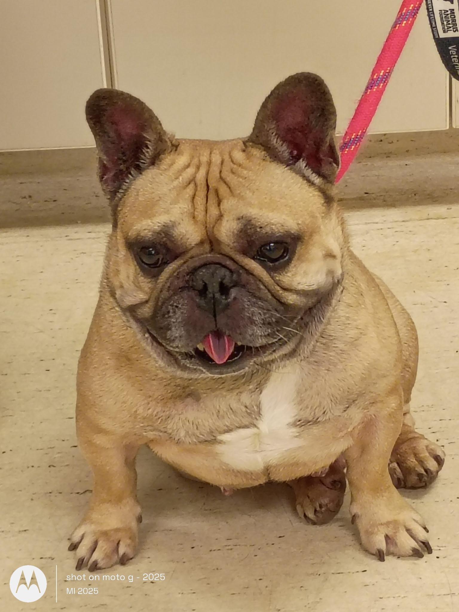 Enlarge Igor, a ADOPTABLE French Bulldog in Folsom, CA image 4/6