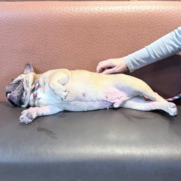 Enlarge Igor, a ADOPTABLE French Bulldog in Folsom, CA image 3/6