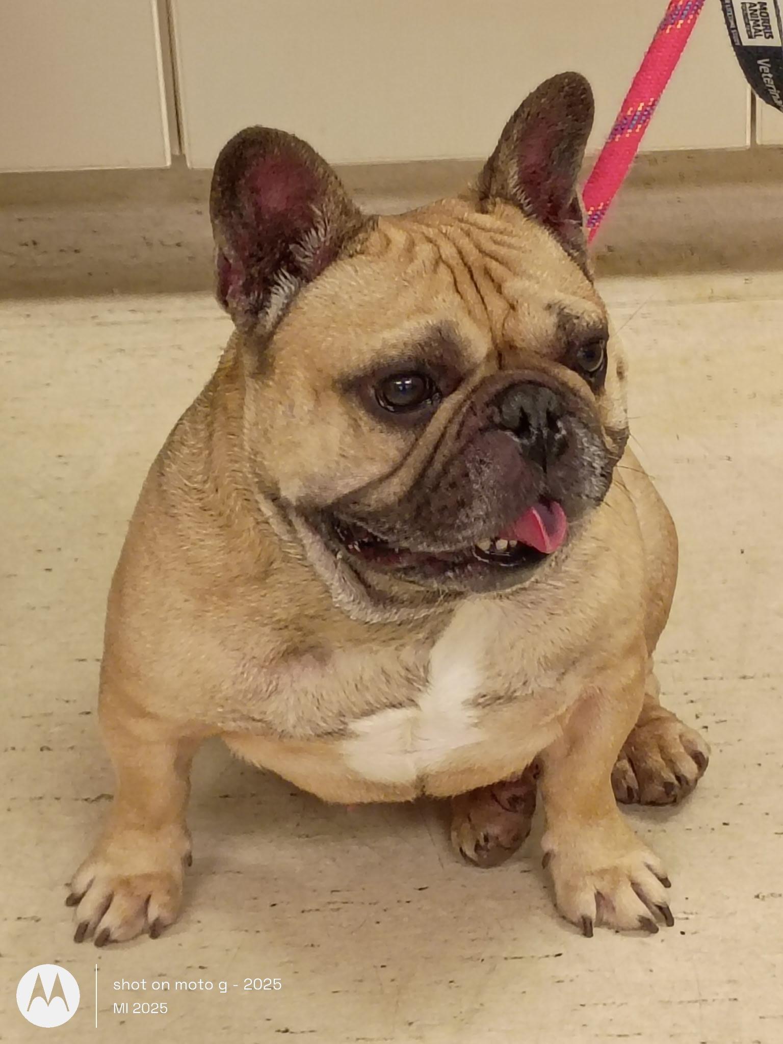 Enlarge Igor, a ADOPTABLE French Bulldog in Folsom, CA image 2/6