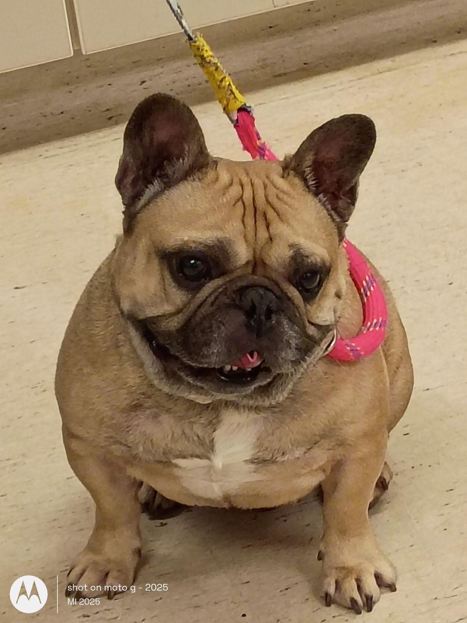 Enlarge Igor, a ADOPTABLE French Bulldog in Folsom, CA image 5/6