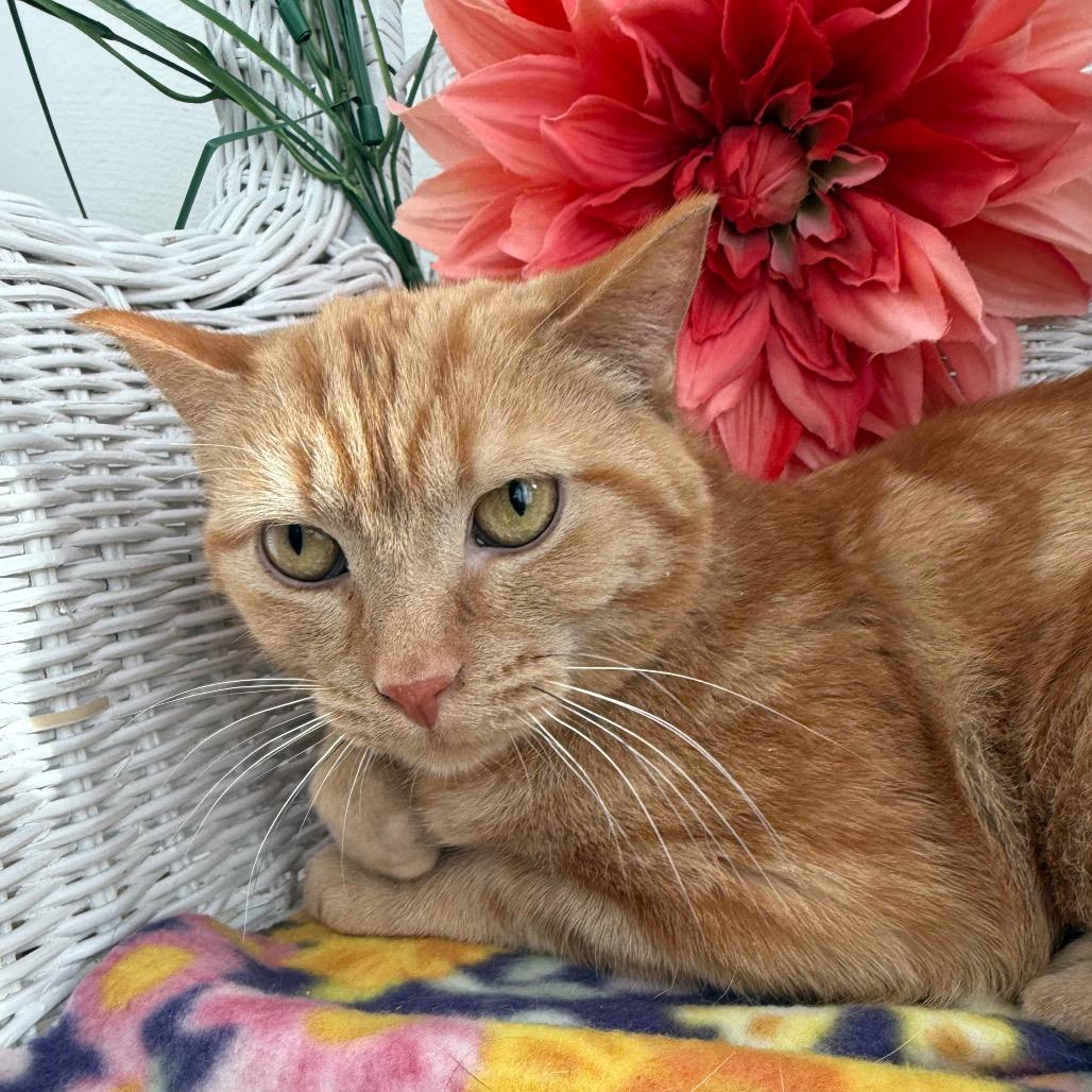 Milhouse Phoenix  55839, Adoptable, Adult Male Domestic Short Hair.