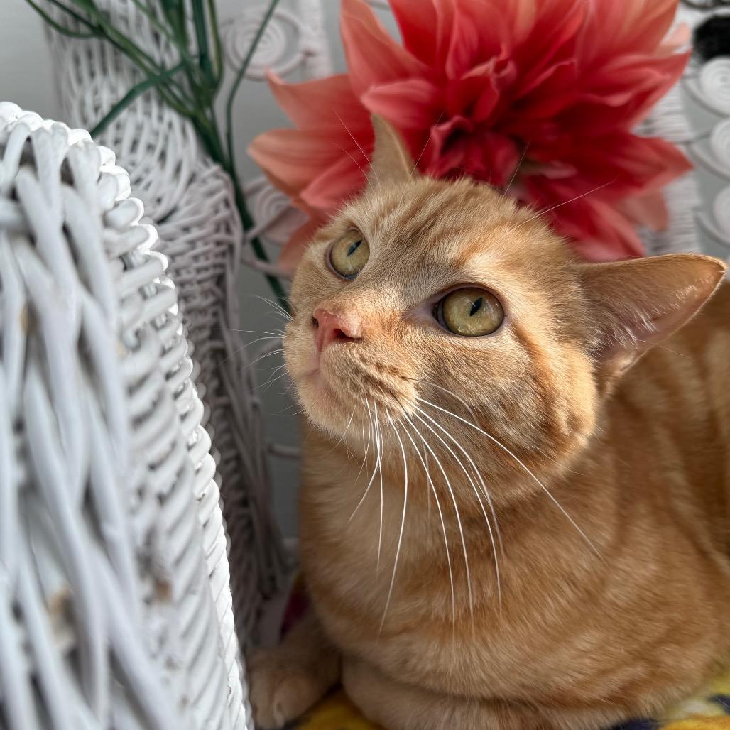 Enlarge Milhouse Phoenix  55839, a Adoptable Domestic Short Hair in Lansing, MI image 2/6