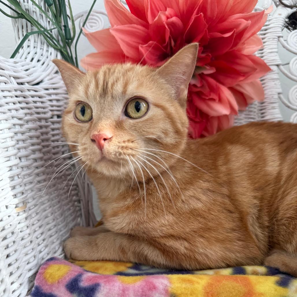 Enlarge Milhouse Phoenix  55839, a Adoptable Domestic Short Hair in Lansing, MI image 3/6