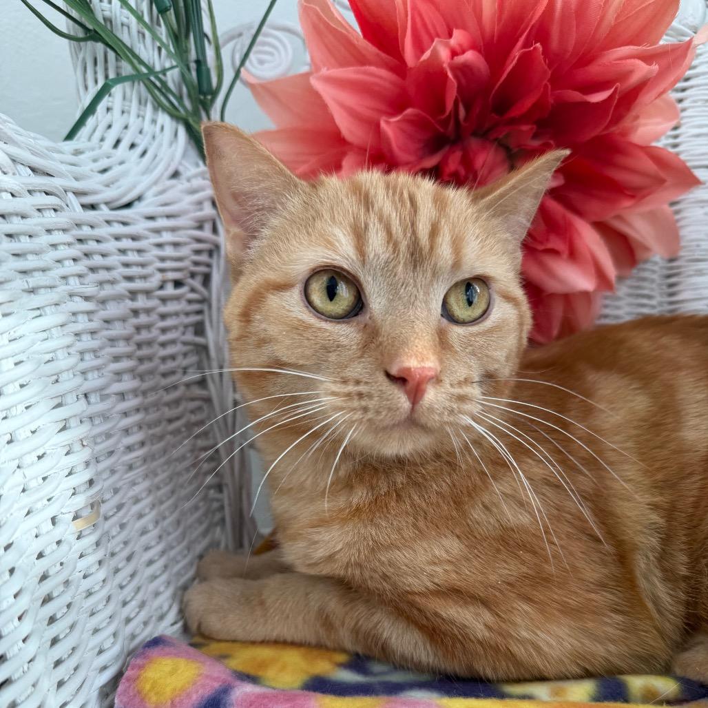 Enlarge Milhouse Phoenix  55839, a Adoptable Domestic Short Hair in Lansing, MI image 4/6