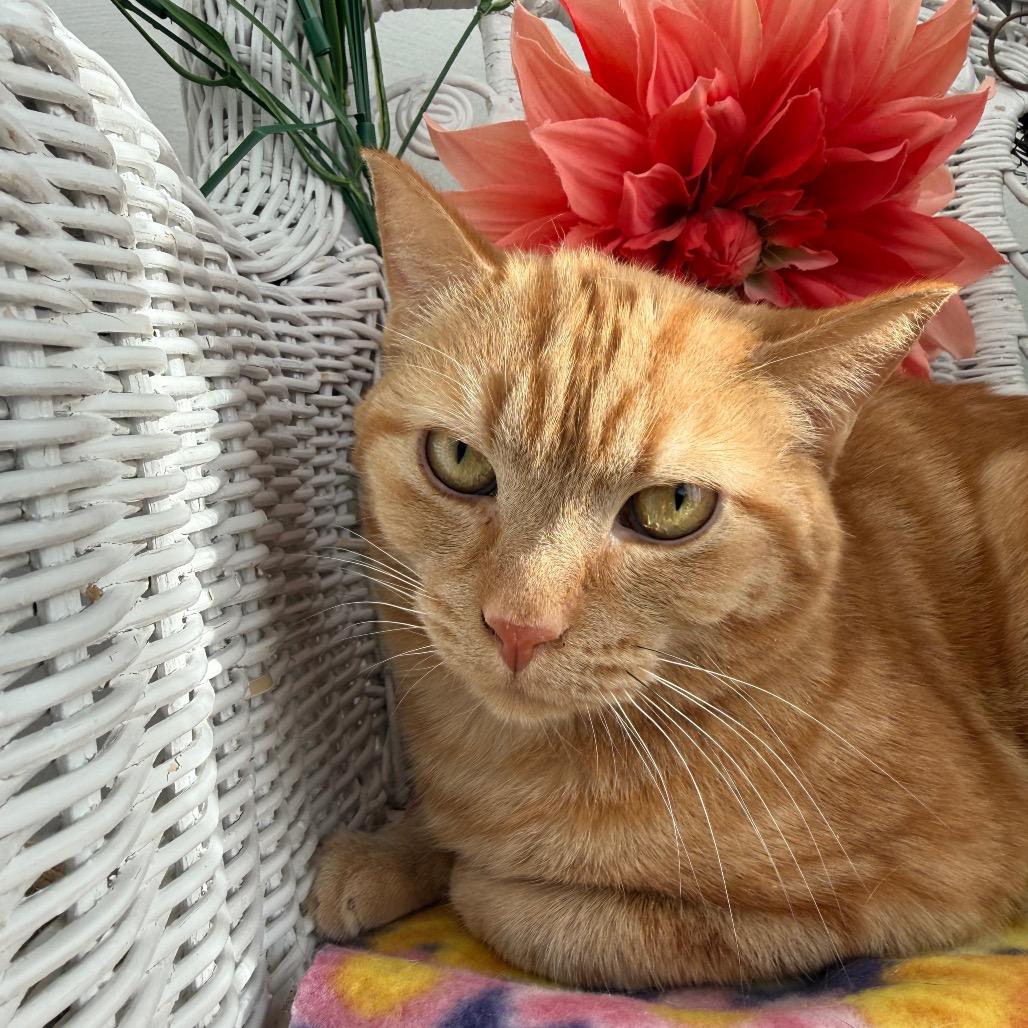 Enlarge Milhouse Phoenix  55839, a Adoptable Domestic Short Hair in Lansing, MI image 5/6