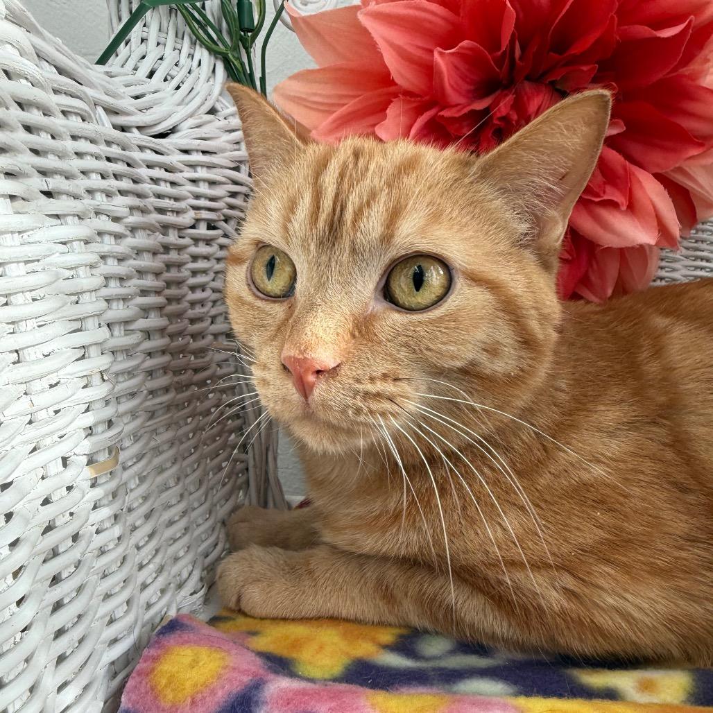 Enlarge Milhouse Phoenix  55839, a Adoptable Domestic Short Hair in Lansing, MI image 6/6