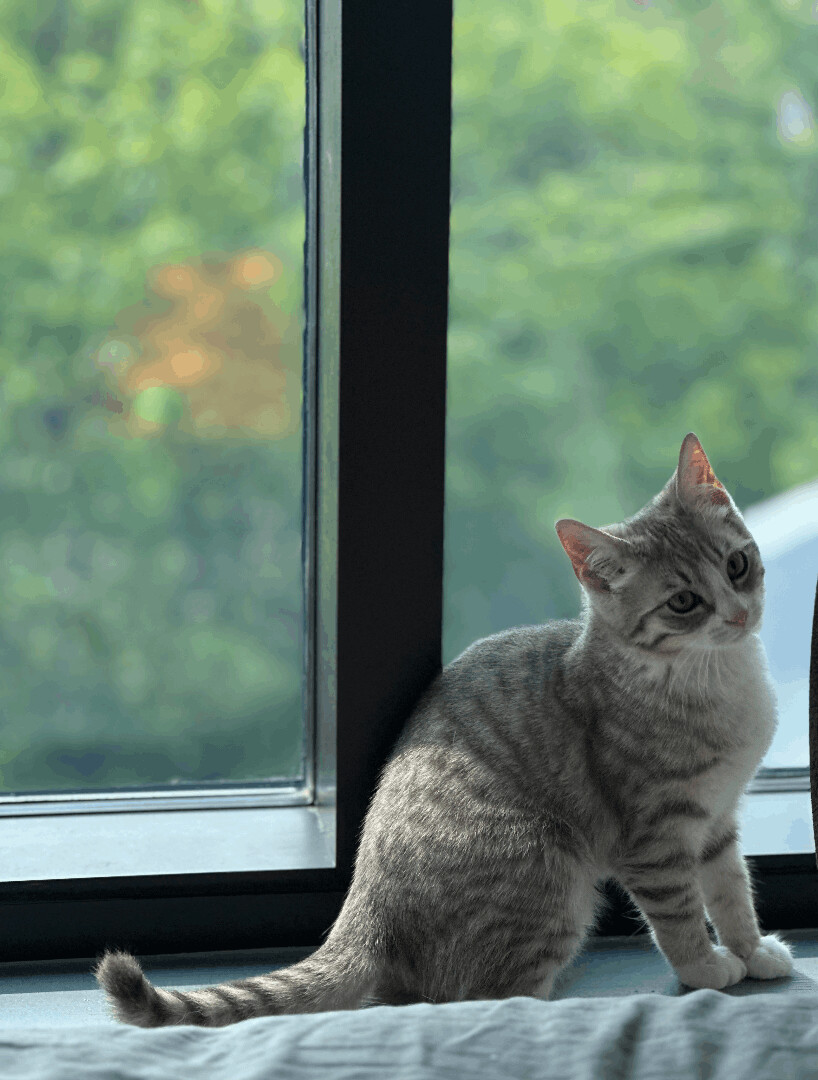 Arlen, Adopted, Kitten Female Domestic Short Hair.