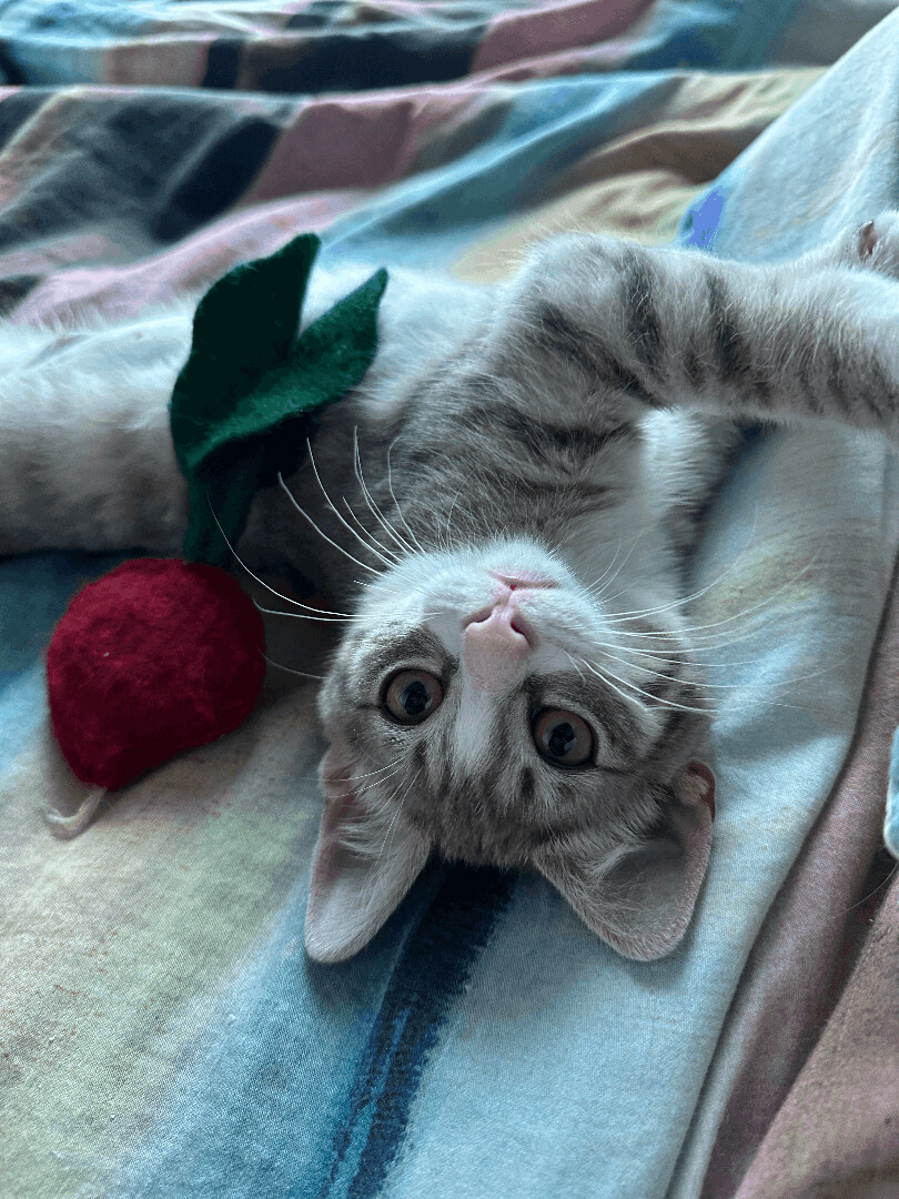 Enlarge Arlen, a Adopted Domestic Short Hair in Brooklyn, NY image 2/4