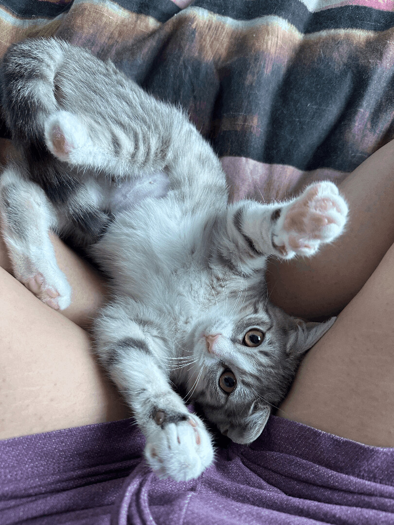 Enlarge Arlen, a Adopted Domestic Short Hair in Brooklyn, NY image 3/4