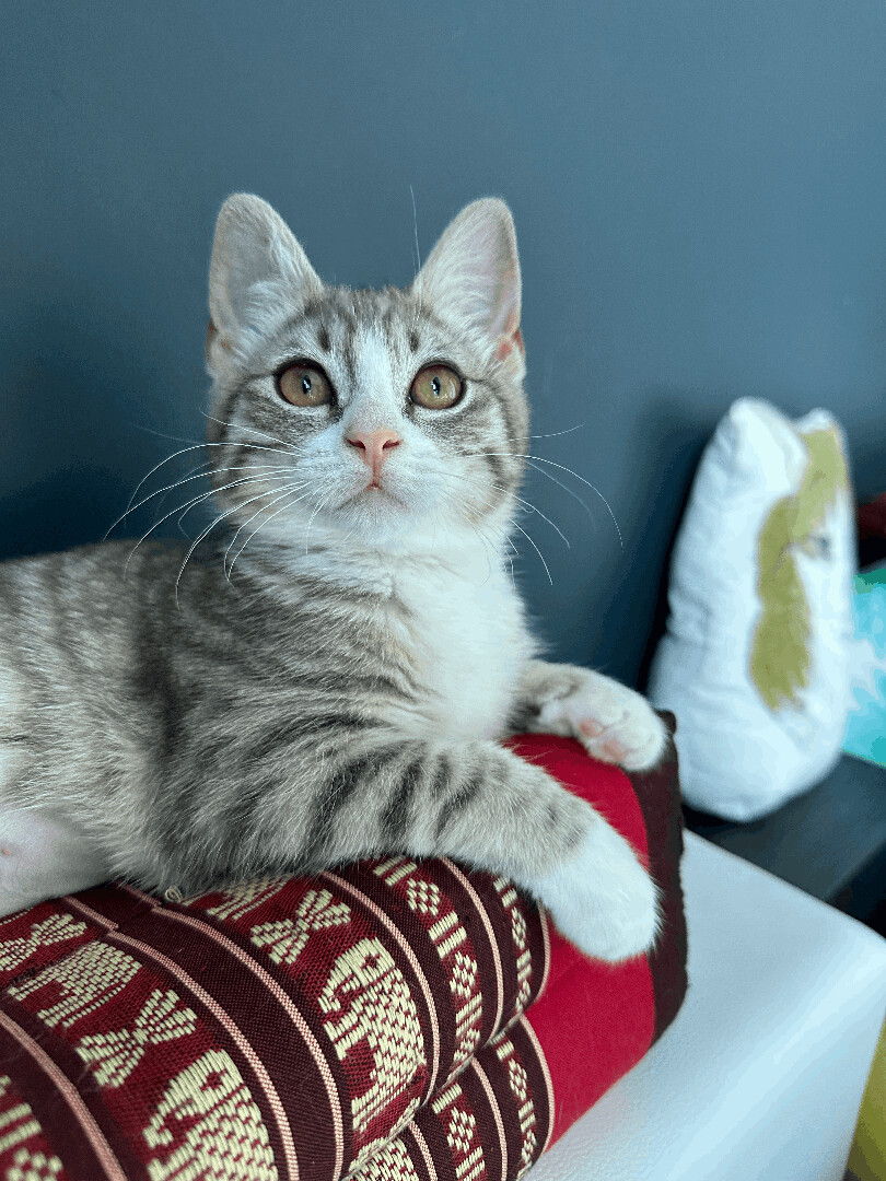 Enlarge Arlen, a Adopted Domestic Short Hair in Brooklyn, NY image 4/4