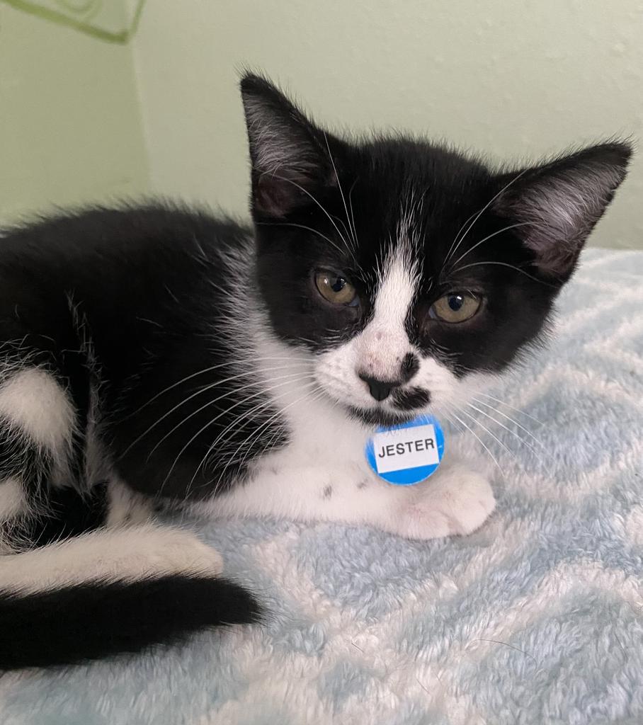 Jester, Adoptable, Kitten Male Domestic Short Hair.