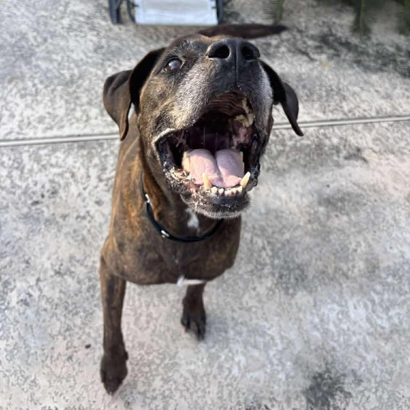 Enlarge Major, a Adoptable mixed breed in Portland, ME image 2/5