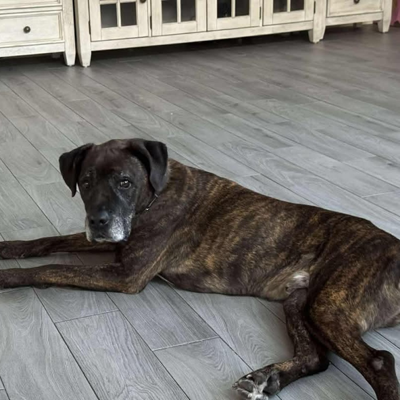Enlarge Major, a Adoptable mixed breed in Portland, ME image 4/5