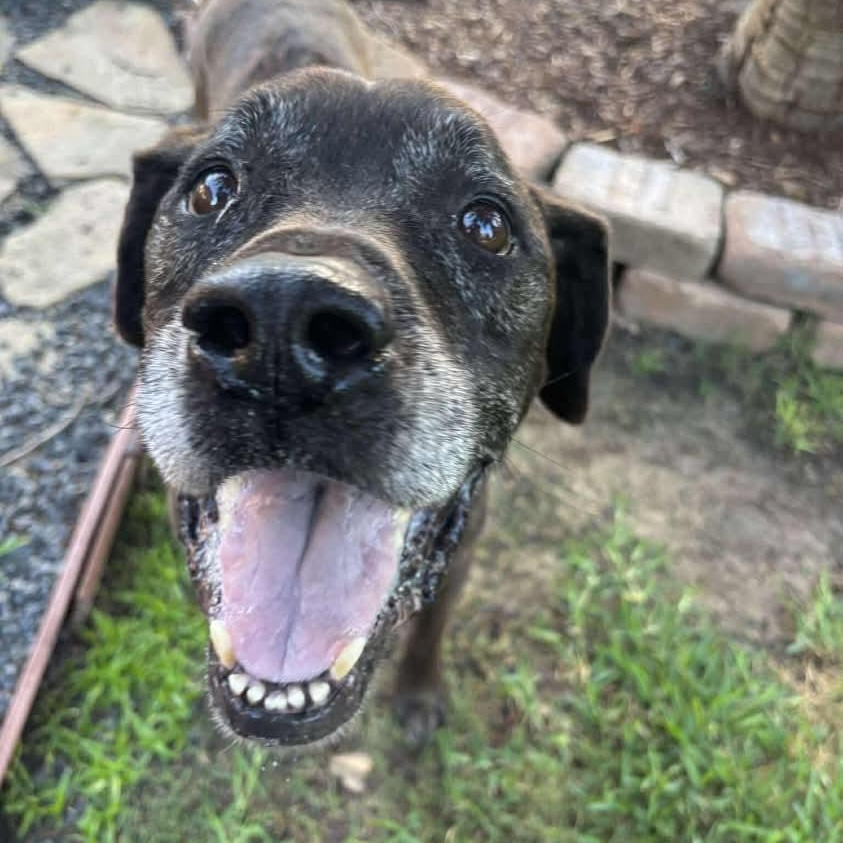 Enlarge Major, a Adoptable mixed breed in Portland, ME image 5/5