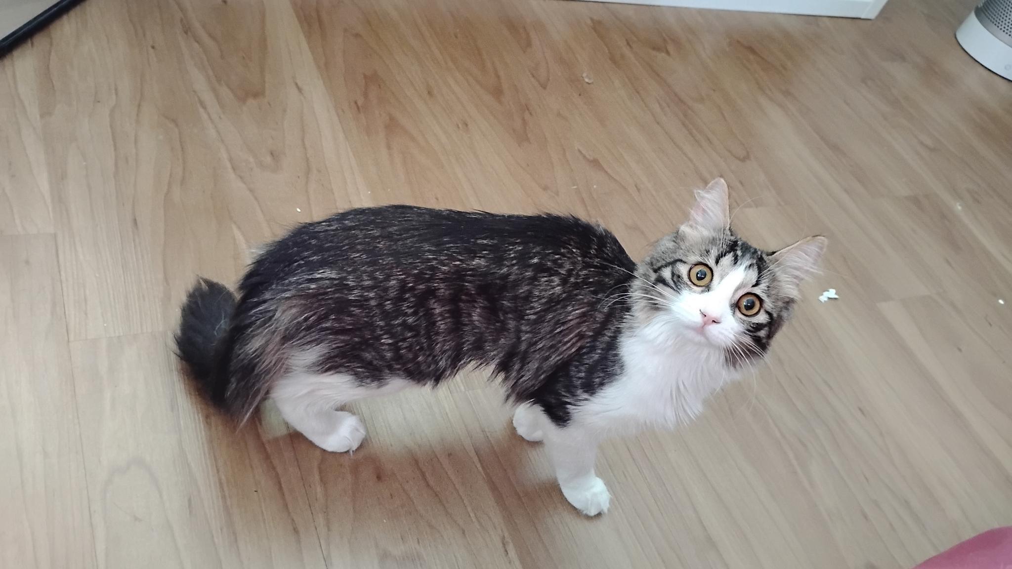 Rosie, adopted, Young Female Domestic Medium Hair.