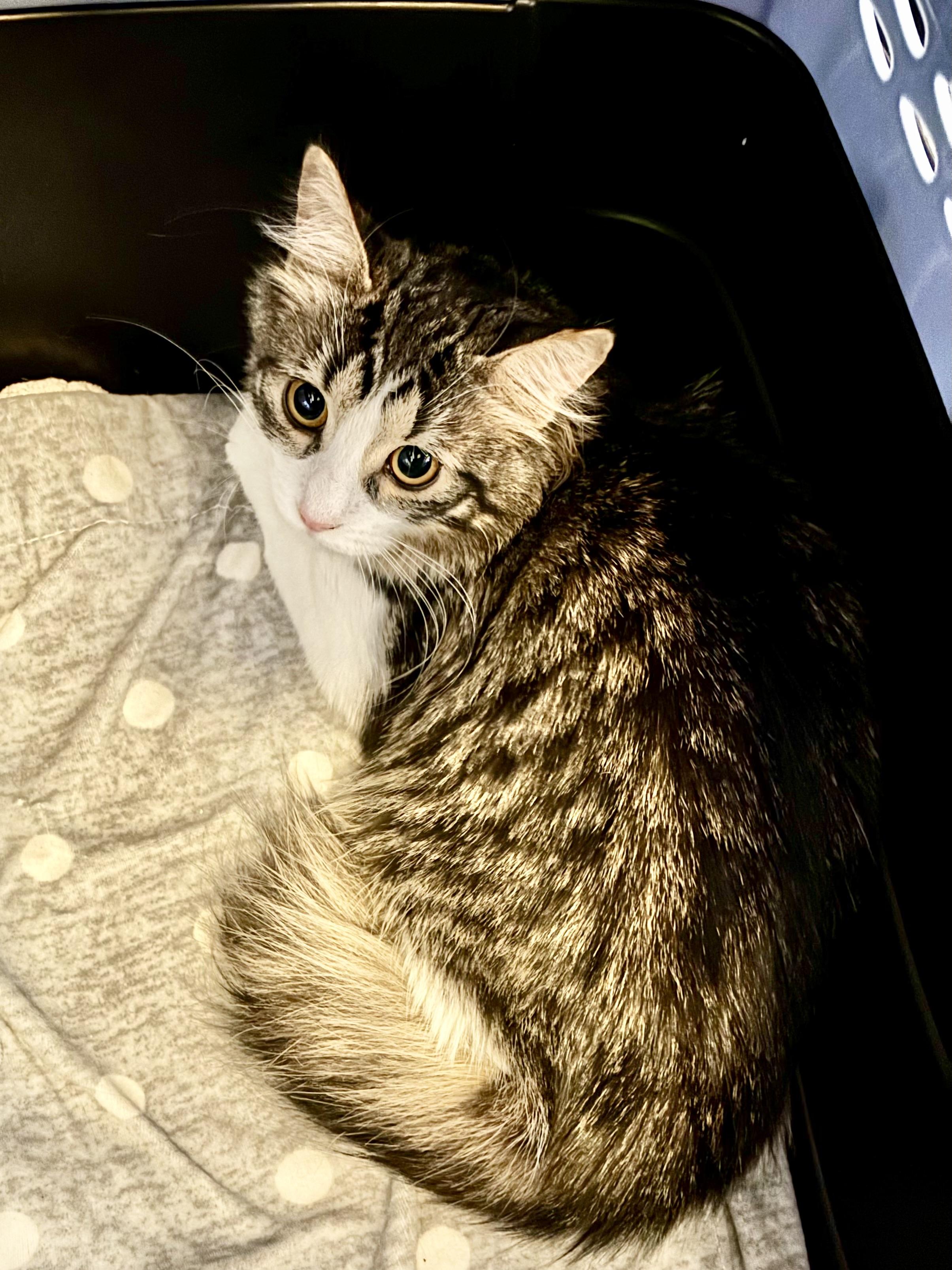 Rosie, an adopted Domestic Medium Hair in Ottawa, ON image 3/5