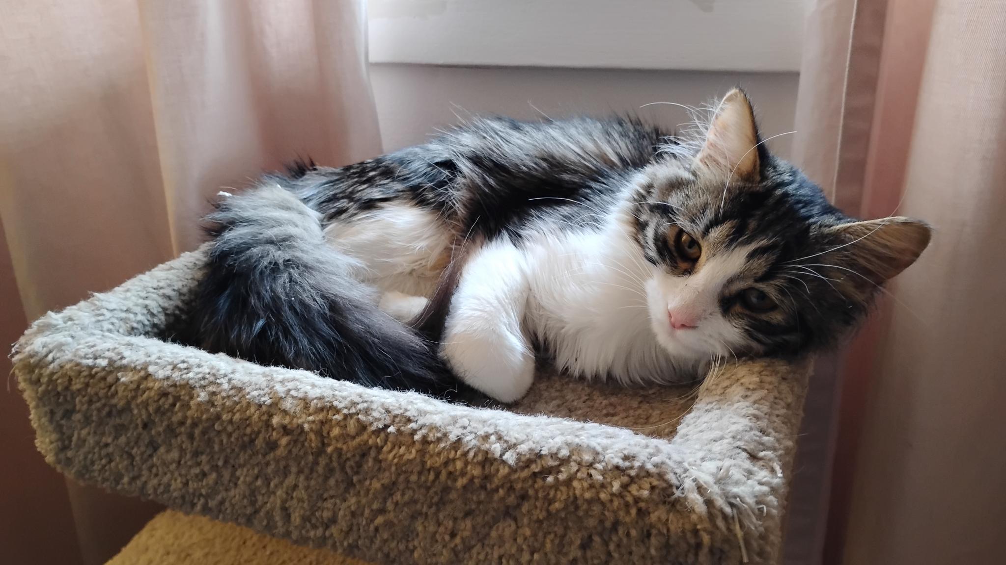 Rosie, an adopted Domestic Medium Hair in Ottawa, ON image 2/5