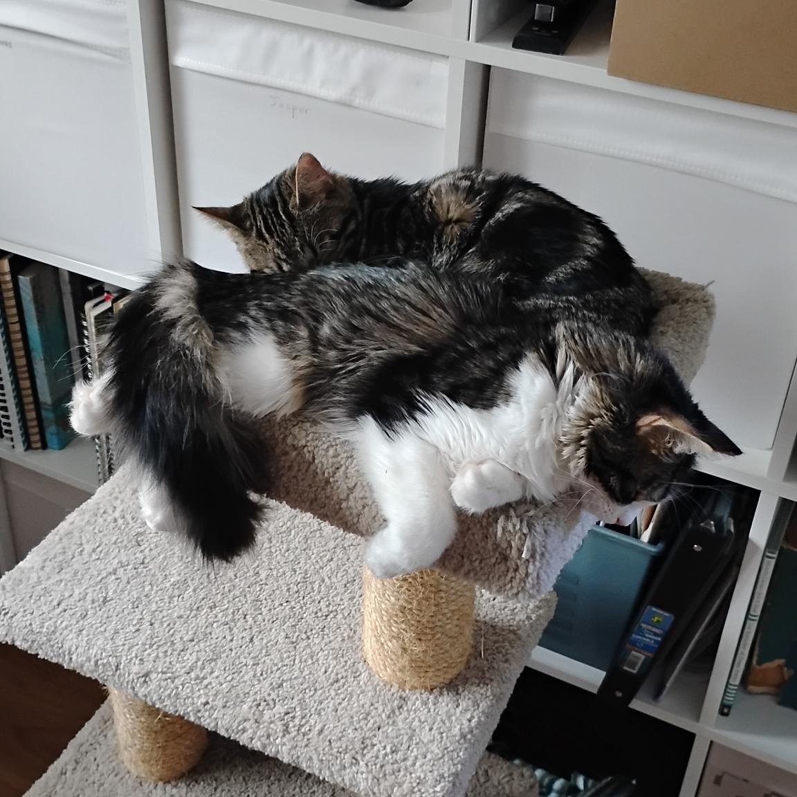 Rosie, an adopted Domestic Medium Hair in Ottawa, ON image 5/5