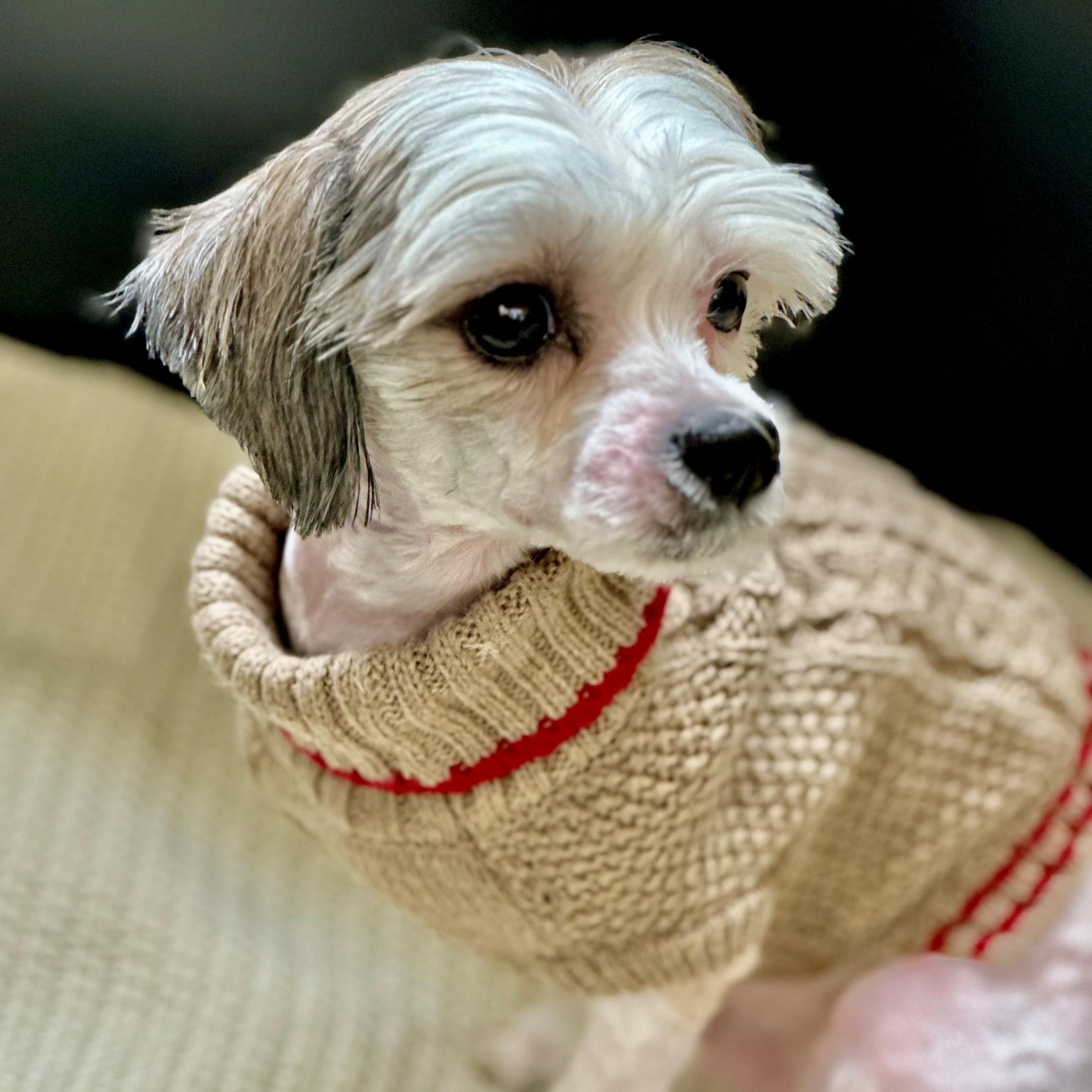 Teddy- 51649, an adopted mixed breed in Columbia, MD image 2/3
