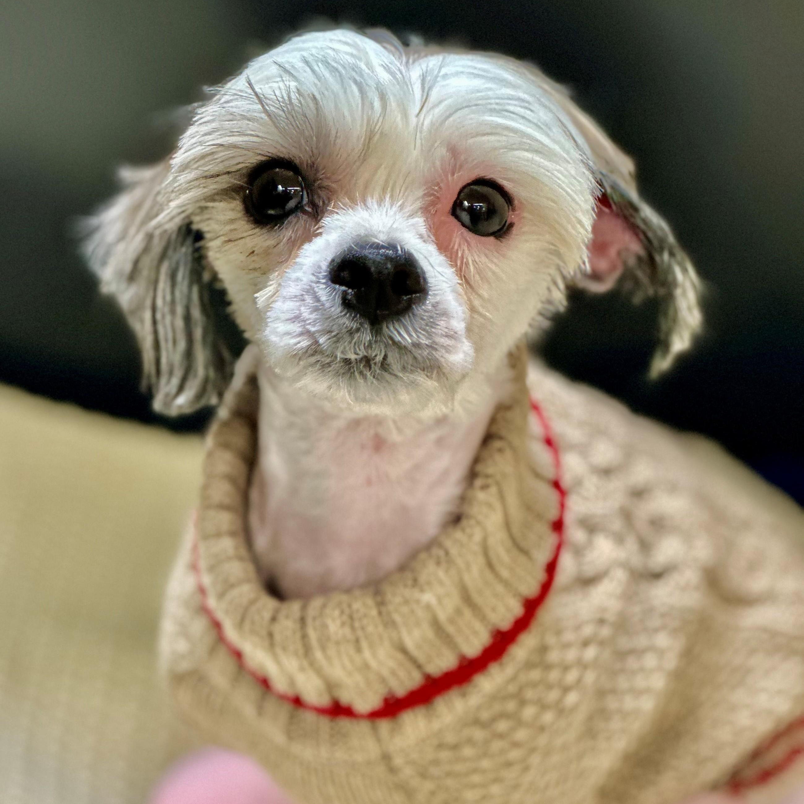 Teddy- 51649, adopted, Adult Male Shih Tzu.