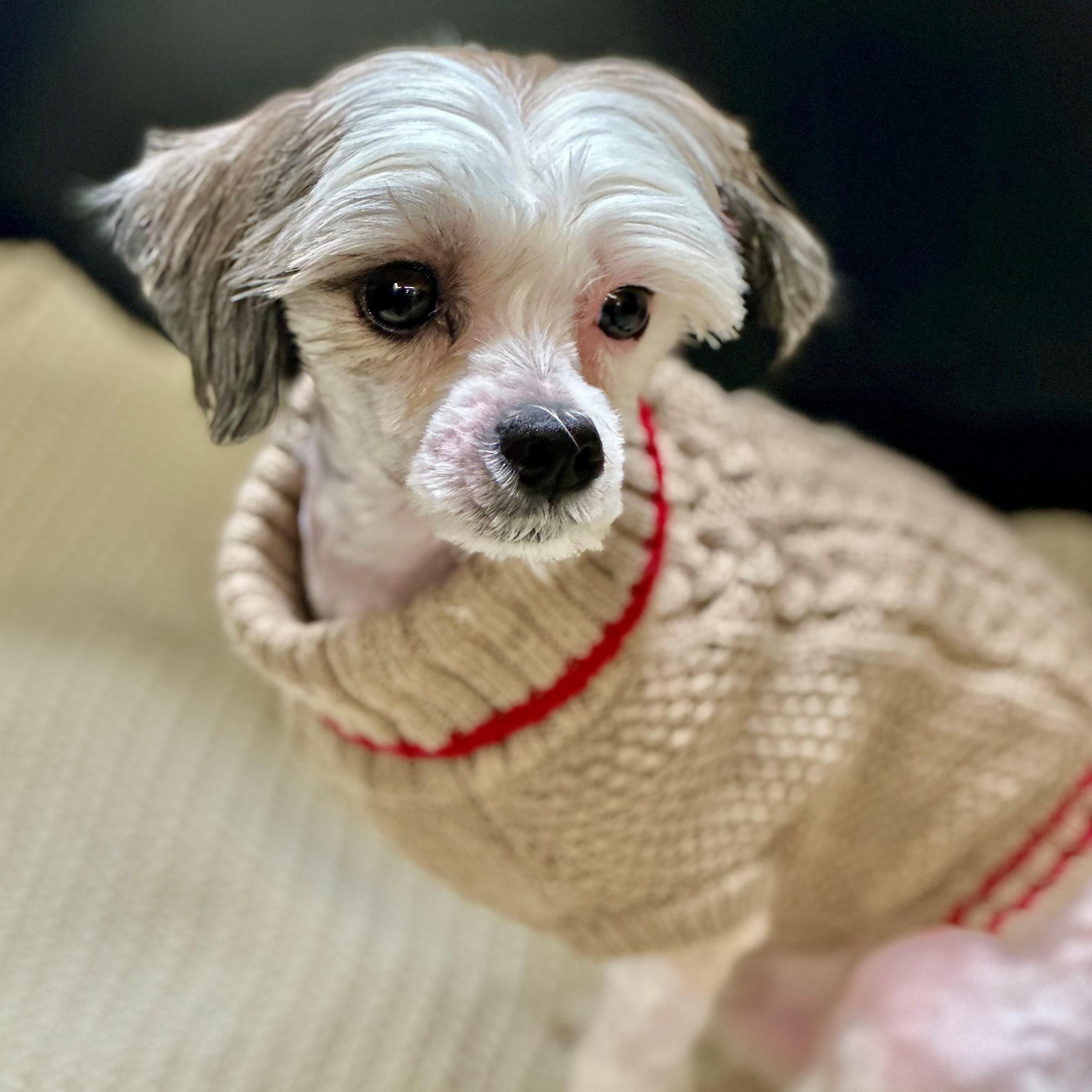 Teddy- 51649, an adopted mixed breed in Columbia, MD image 3/3