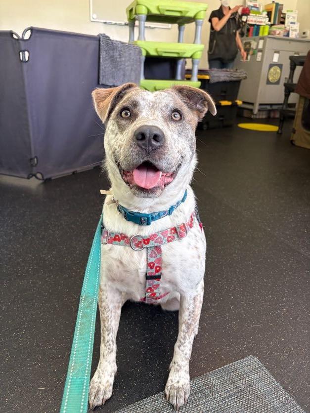 Robyn, a ADOPTABLE mixed breed in New Boston, NH image 2/6