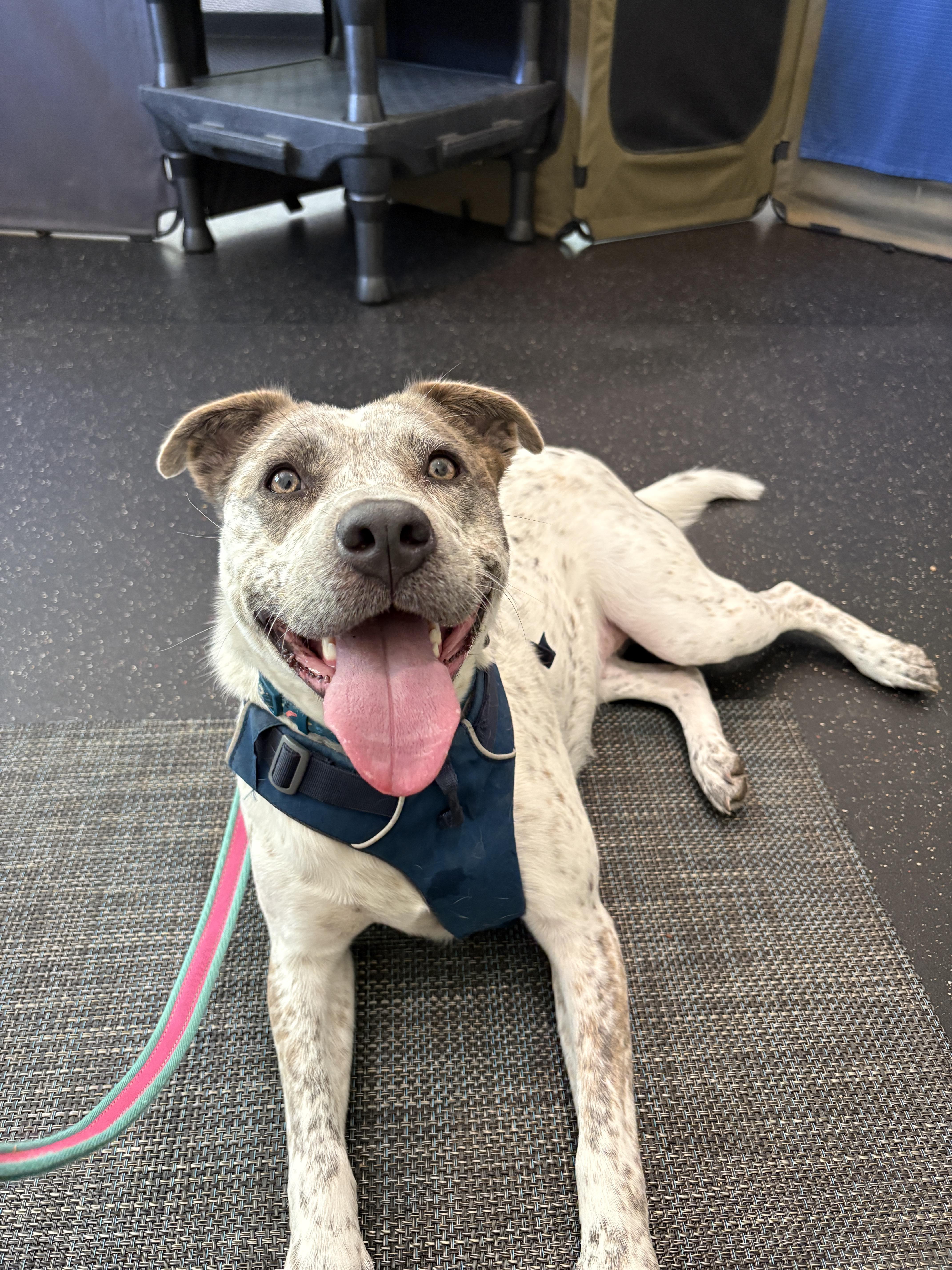 Robyn, a ADOPTABLE mixed breed in New Boston, NH image 5/6