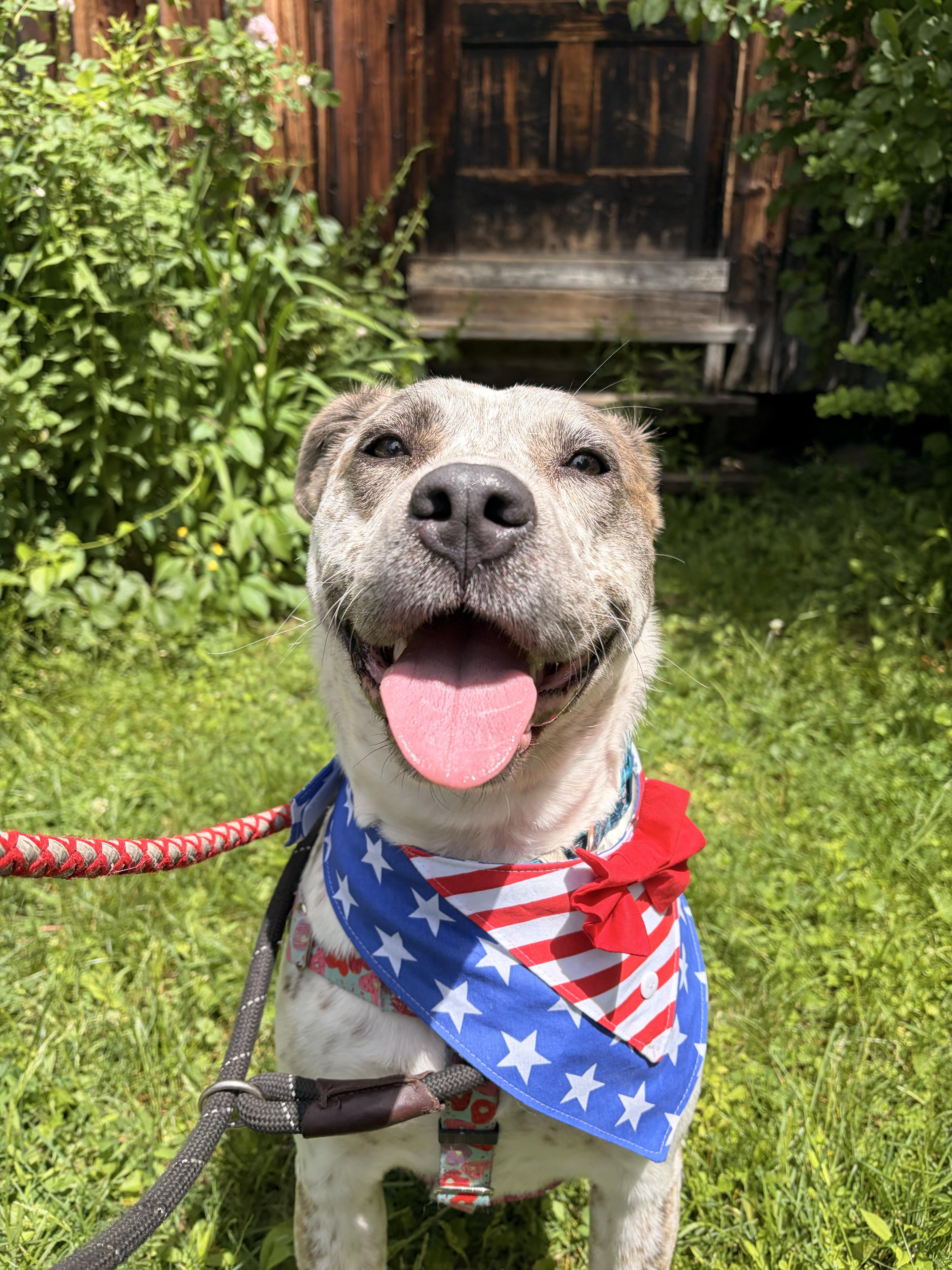 Robyn, a ADOPTABLE mixed breed in New Boston, NH image 6/6