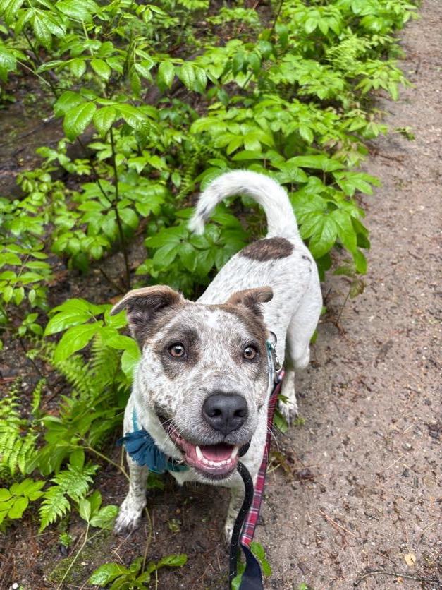 Robyn, a ADOPTABLE mixed breed in New Boston, NH image 3/6