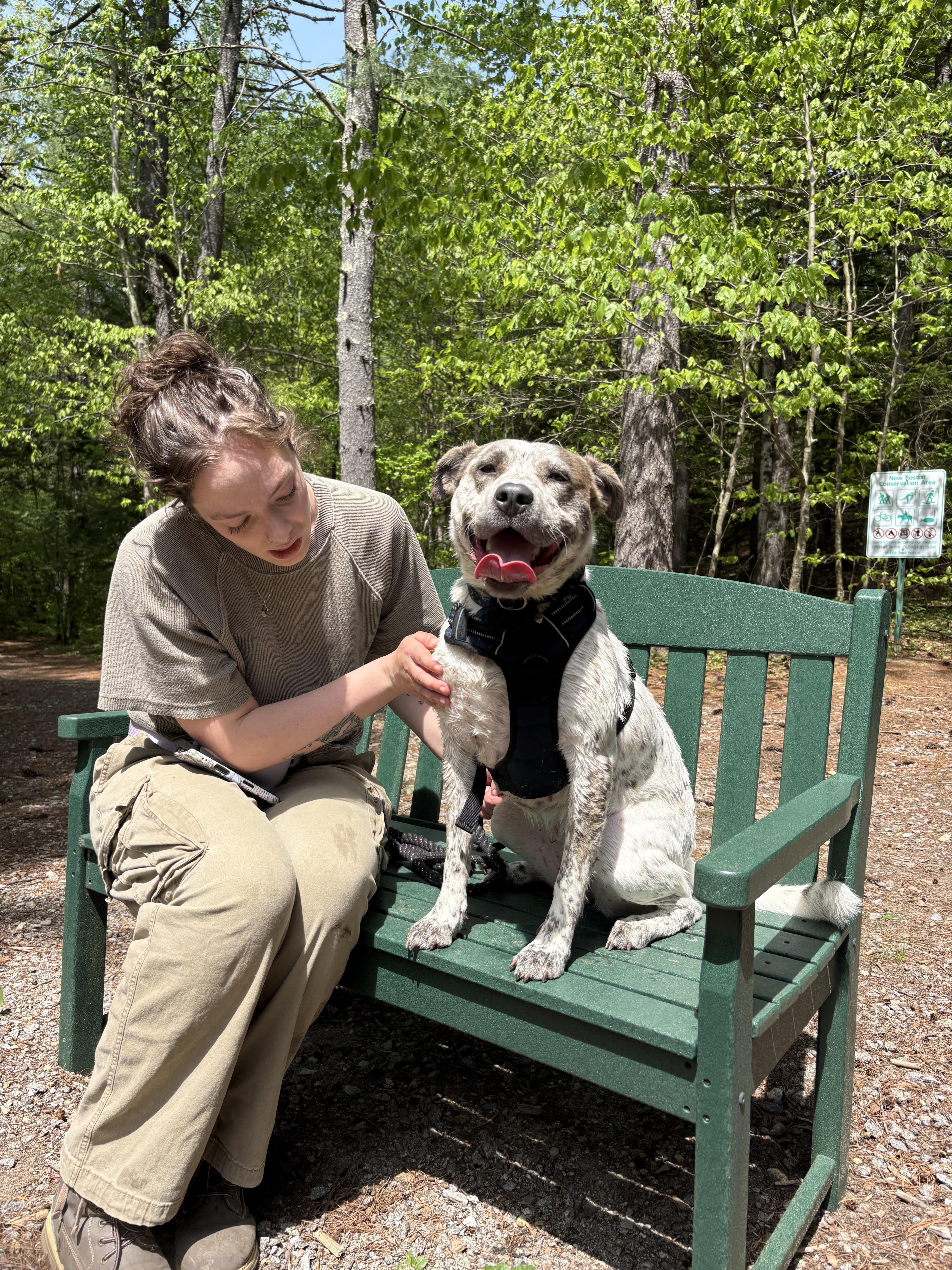 Robyn, a ADOPTABLE mixed breed in New Boston, NH image 1/6
