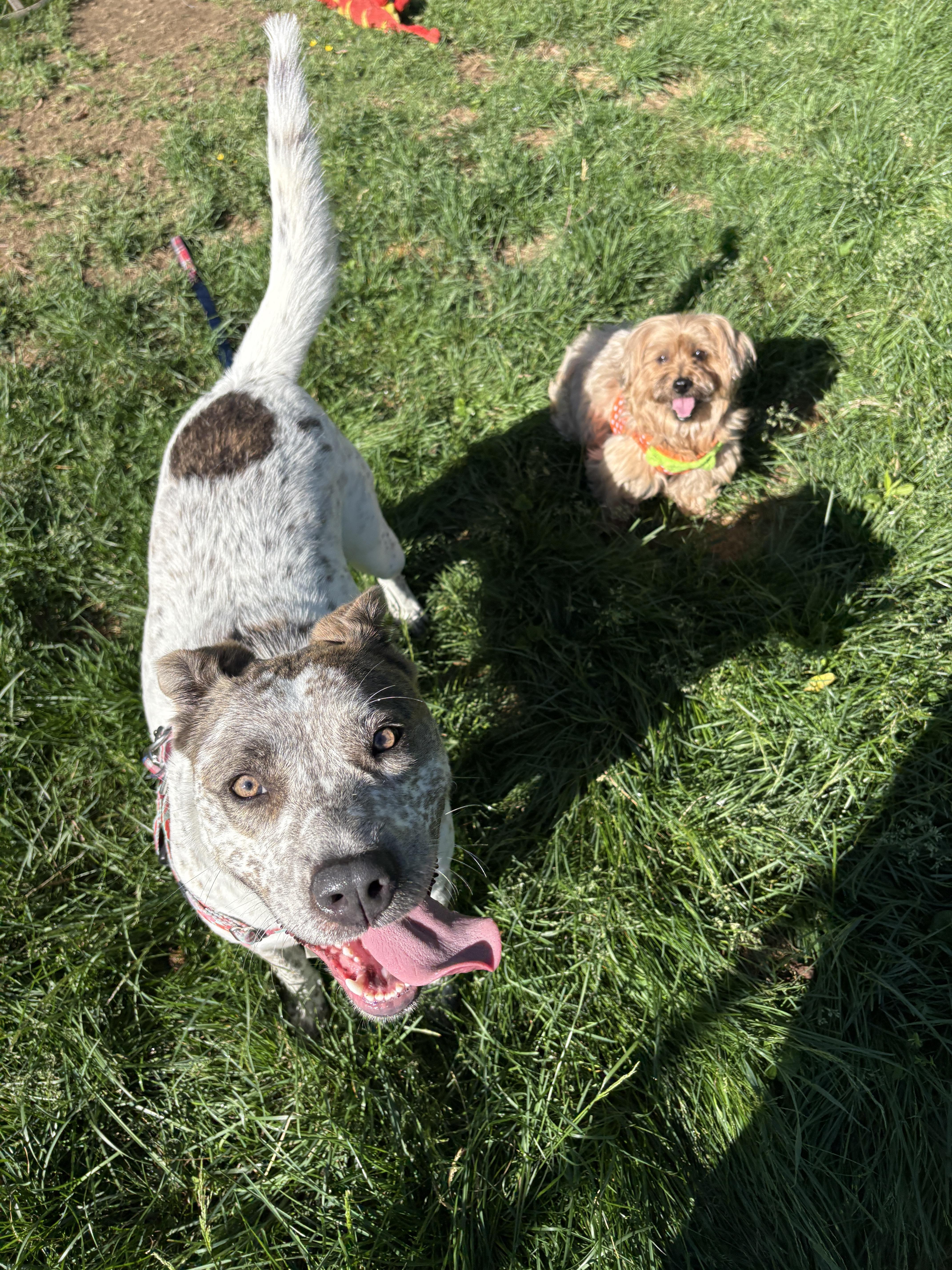 Robyn, a ADOPTABLE mixed breed in New Boston, NH image 4/6