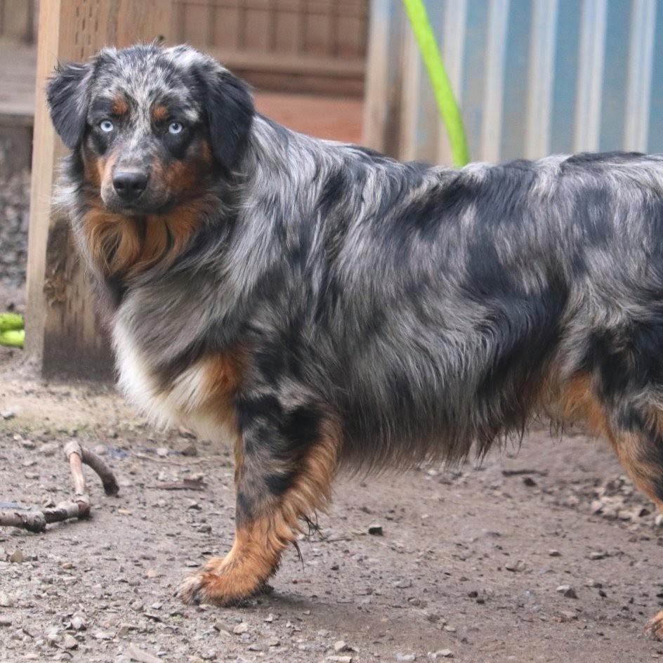 Buzz, a Adoptable Australian Shepherd in Bellingham, WA image 1/4
