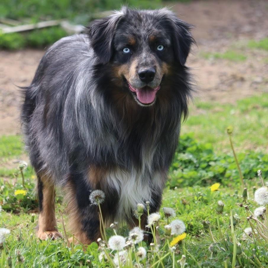 Buzz, a Adoptable Australian Shepherd in Bellingham, WA image 2/4