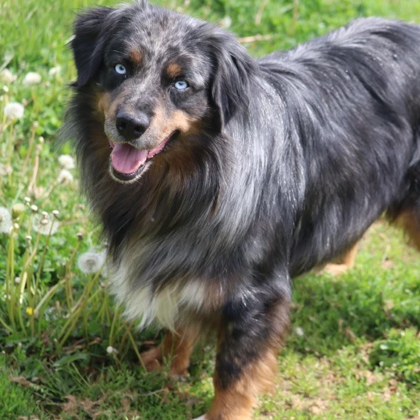 Buzz, a Adoptable Australian Shepherd in Bellingham, WA image 3/4