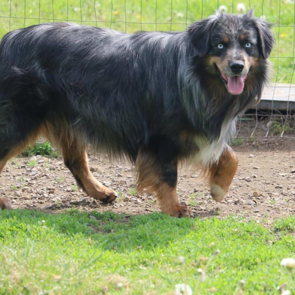 Buzz, a Adoptable Australian Shepherd in Bellingham, WA image 4/4