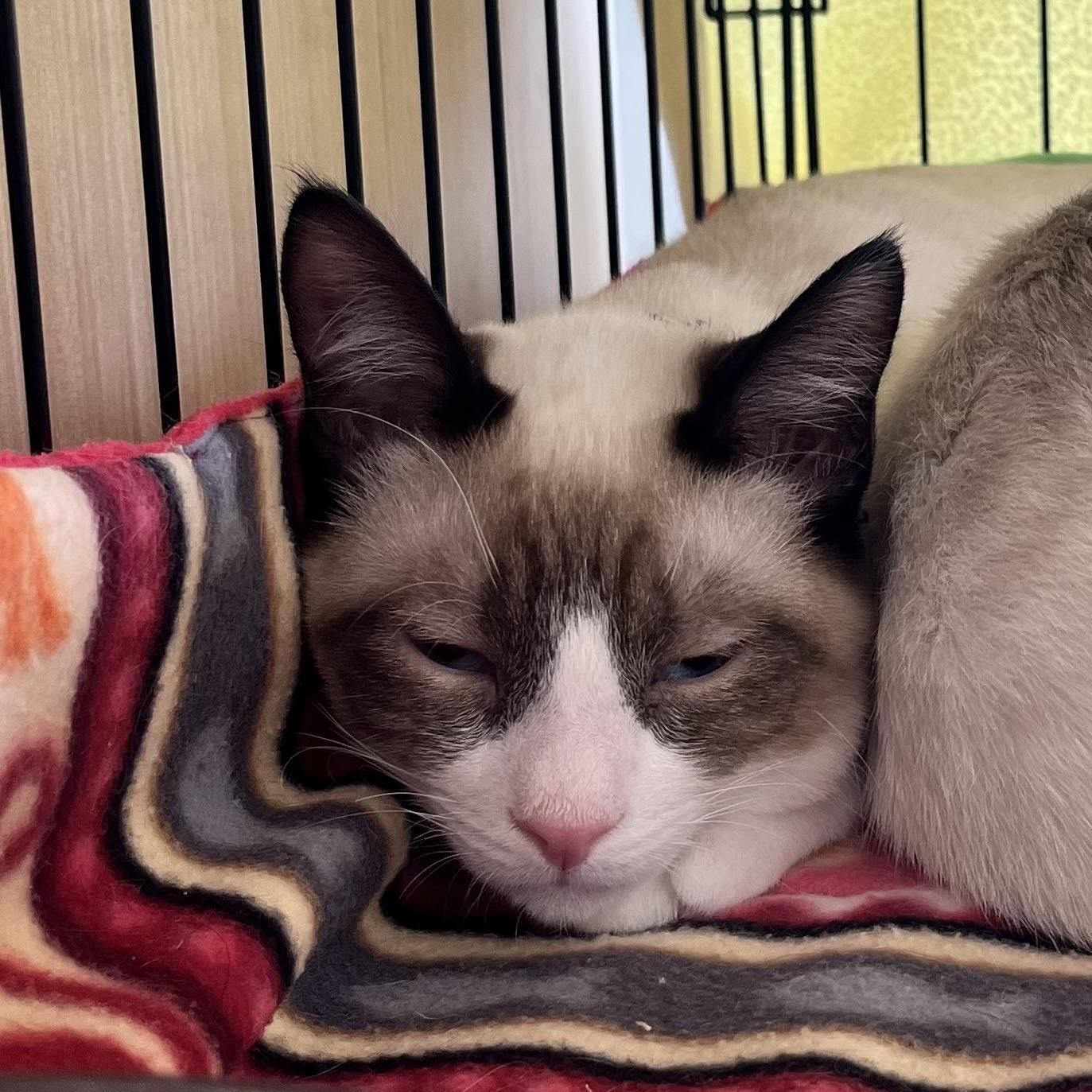 Jasper B., Adoptable, Young Male Snowshoe.