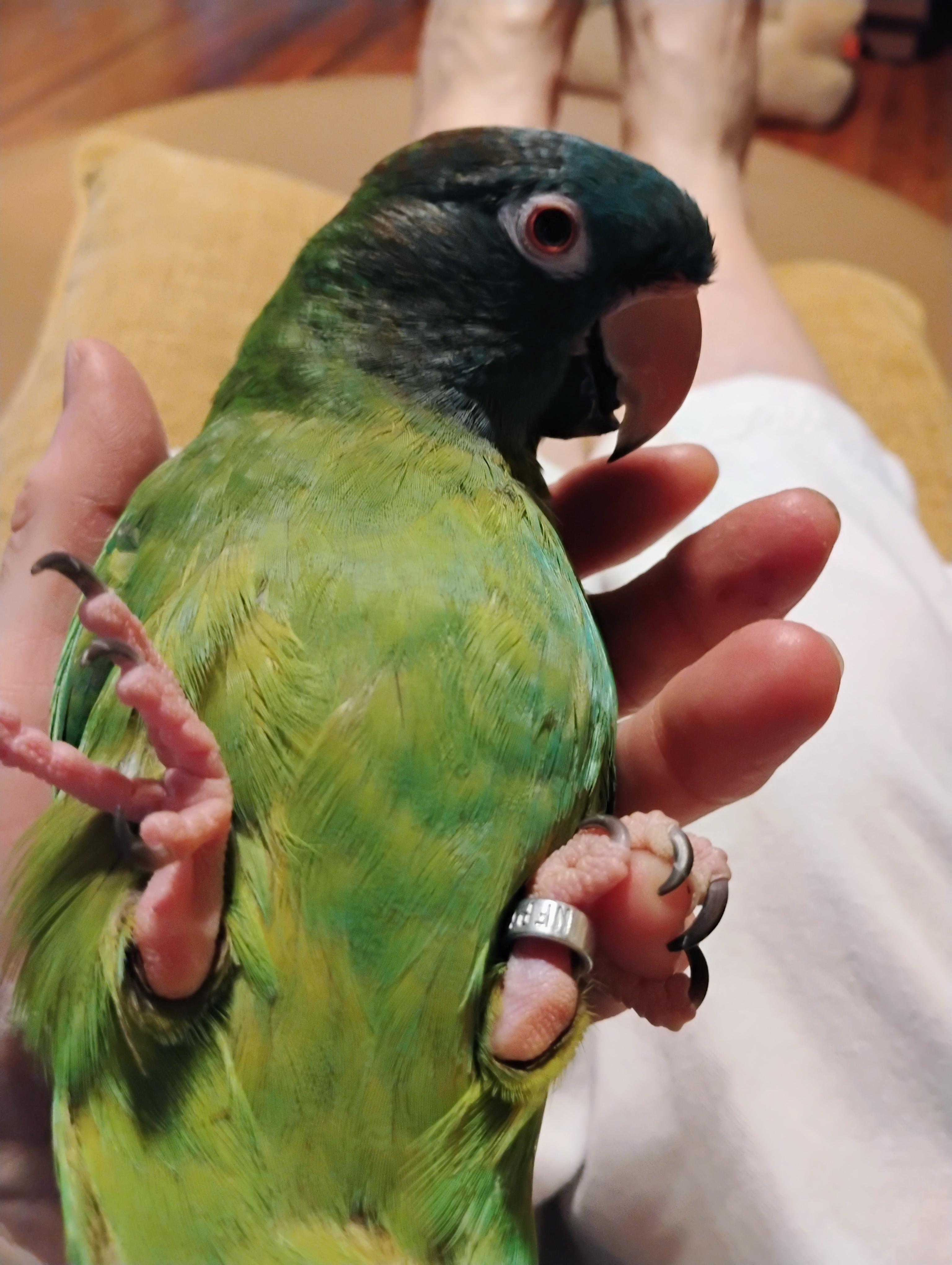 Enlarge Ziggy, a Adoptable Conure in Tampa, FL image 2/4