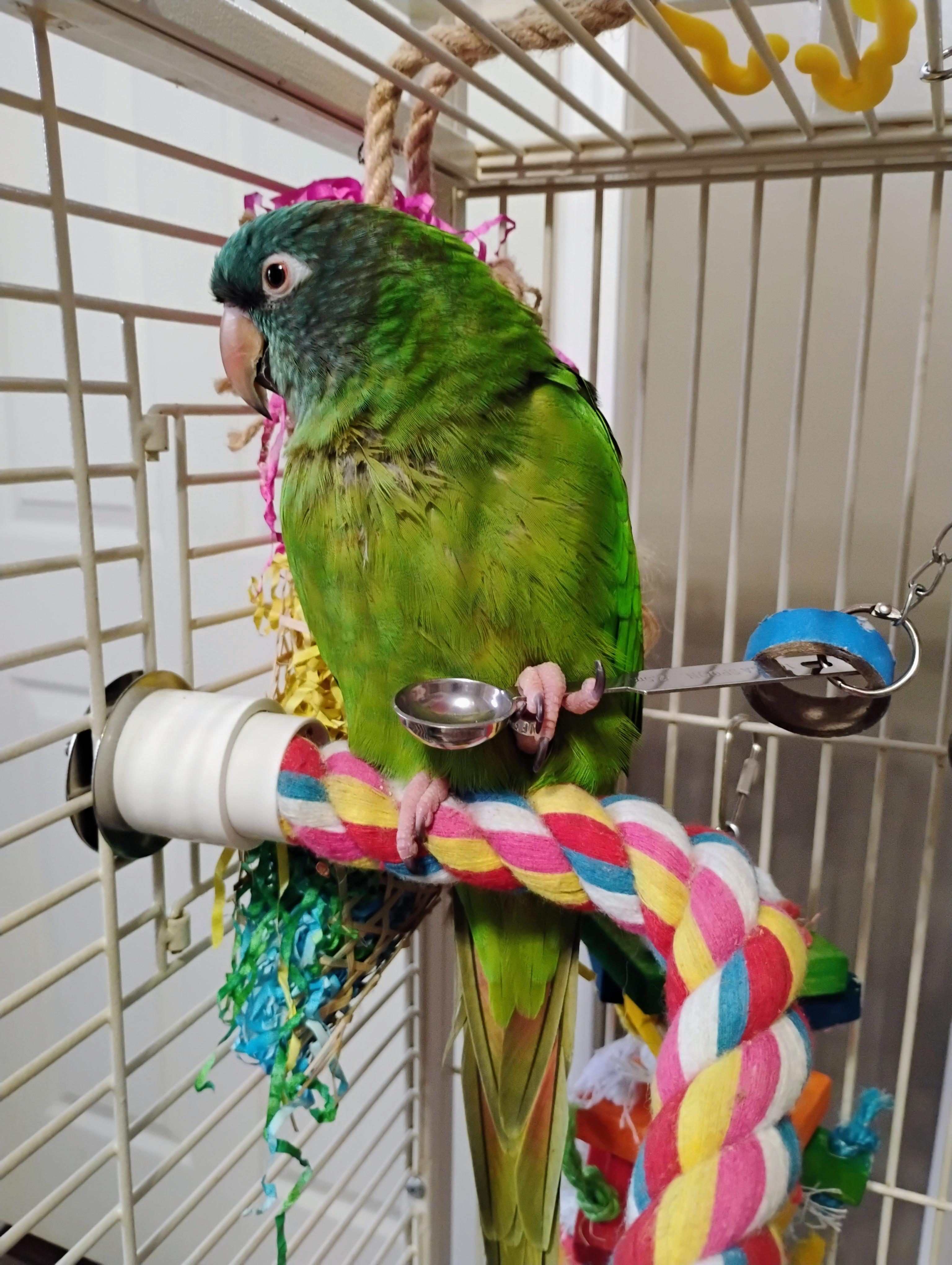 Enlarge Ziggy, a Adoptable Conure in Tampa, FL image 4/4