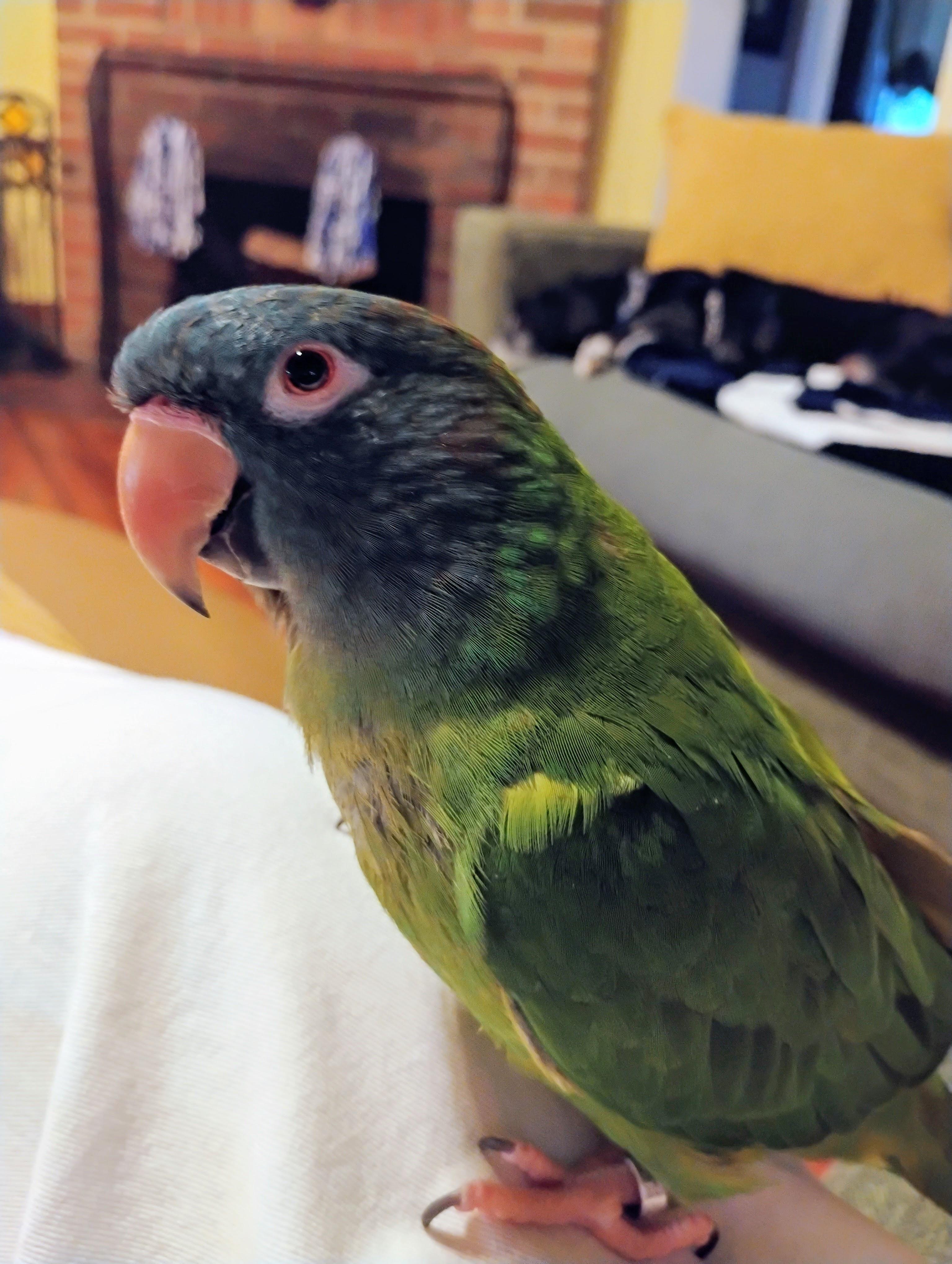 Enlarge Ziggy, a Adoptable Conure in Tampa, FL image 1/4