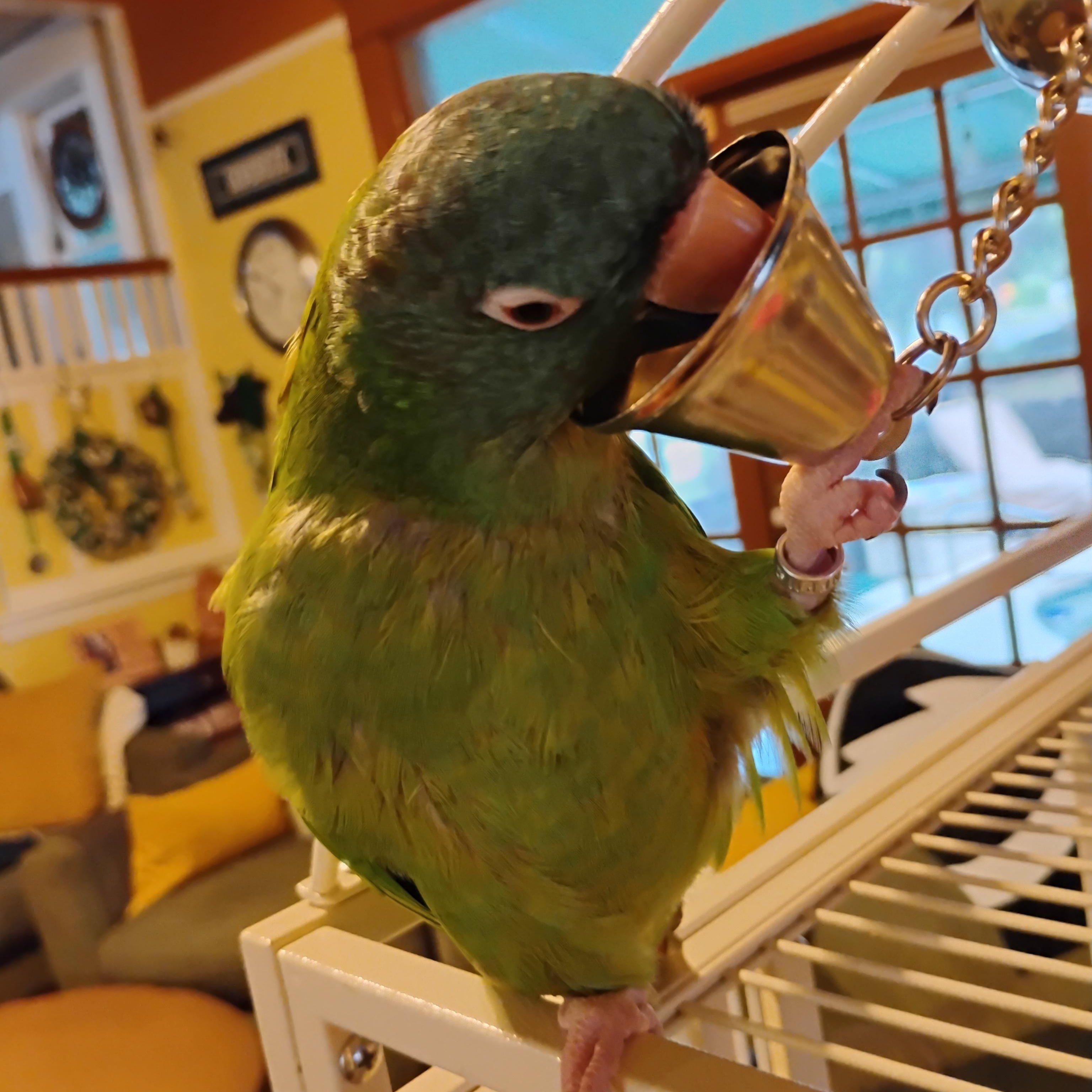 Enlarge Ziggy, a Adoptable Conure in Tampa, FL image 3/4