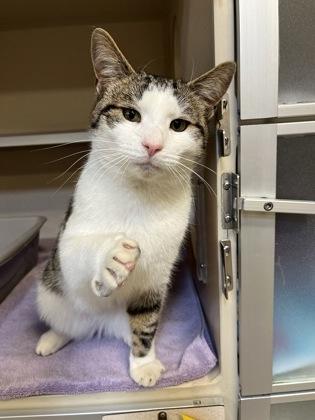 Enlarge Opie, a Adoptable mixed breed in New Hope, PA image 3/3