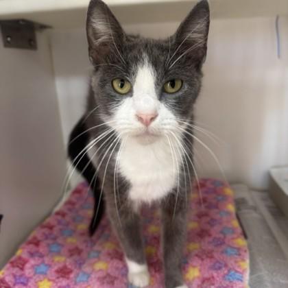 Wonder Woman, Adopted, Adult Female Domestic Short Hair.