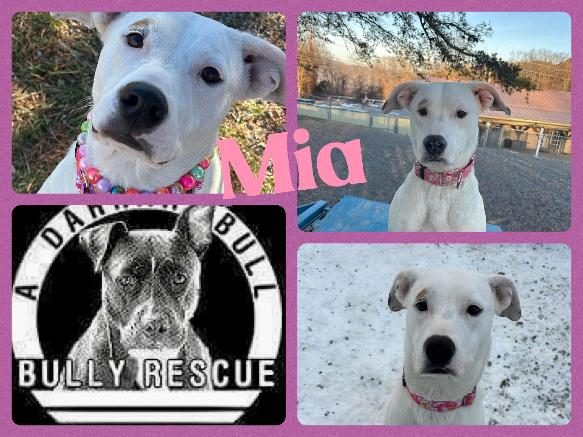 Enlarge Mia, a Adoptable Pit Bull Terrier in Roaring Spring, PA image 1/1