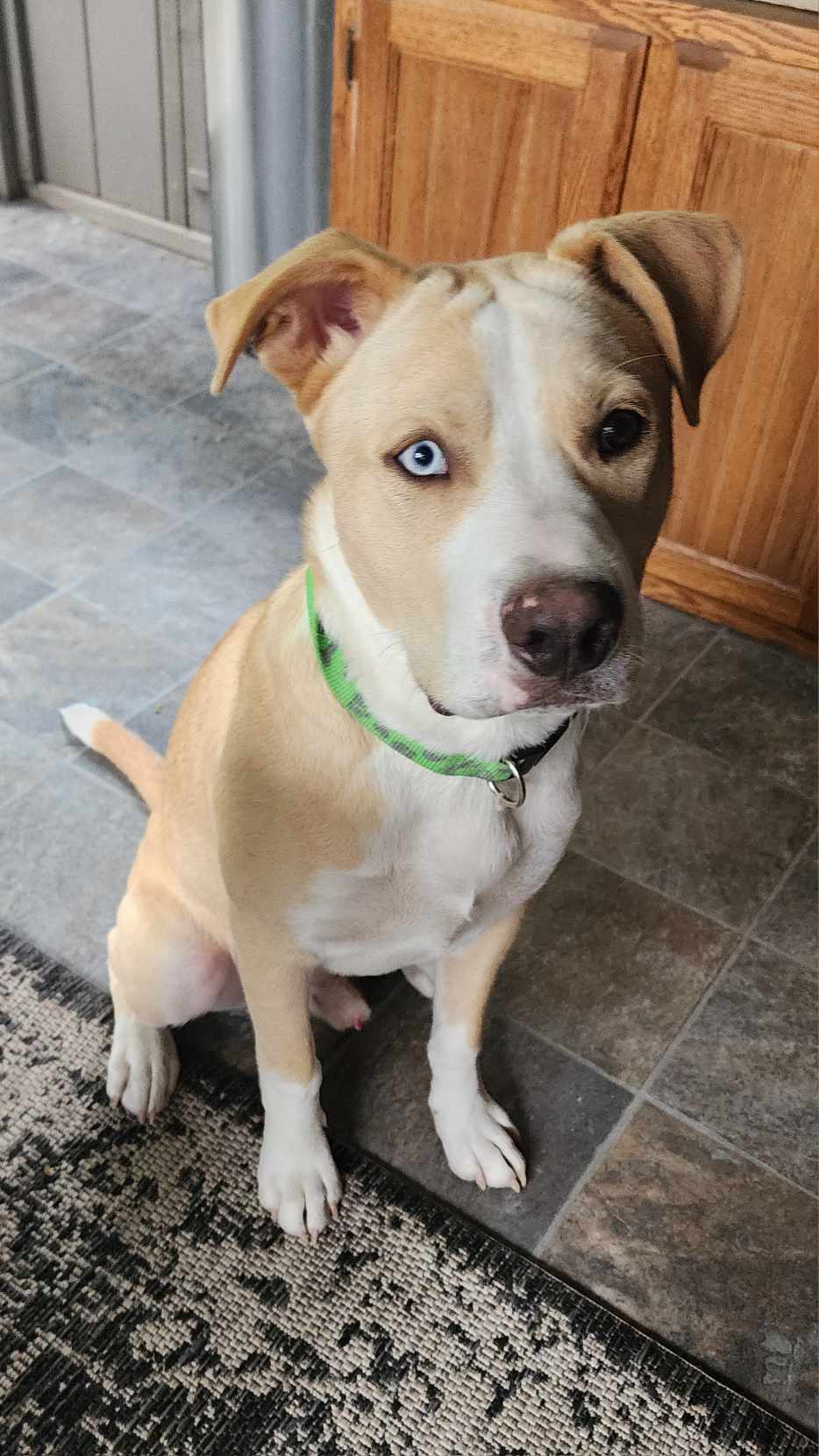 Sweet boy Vinny photo 2