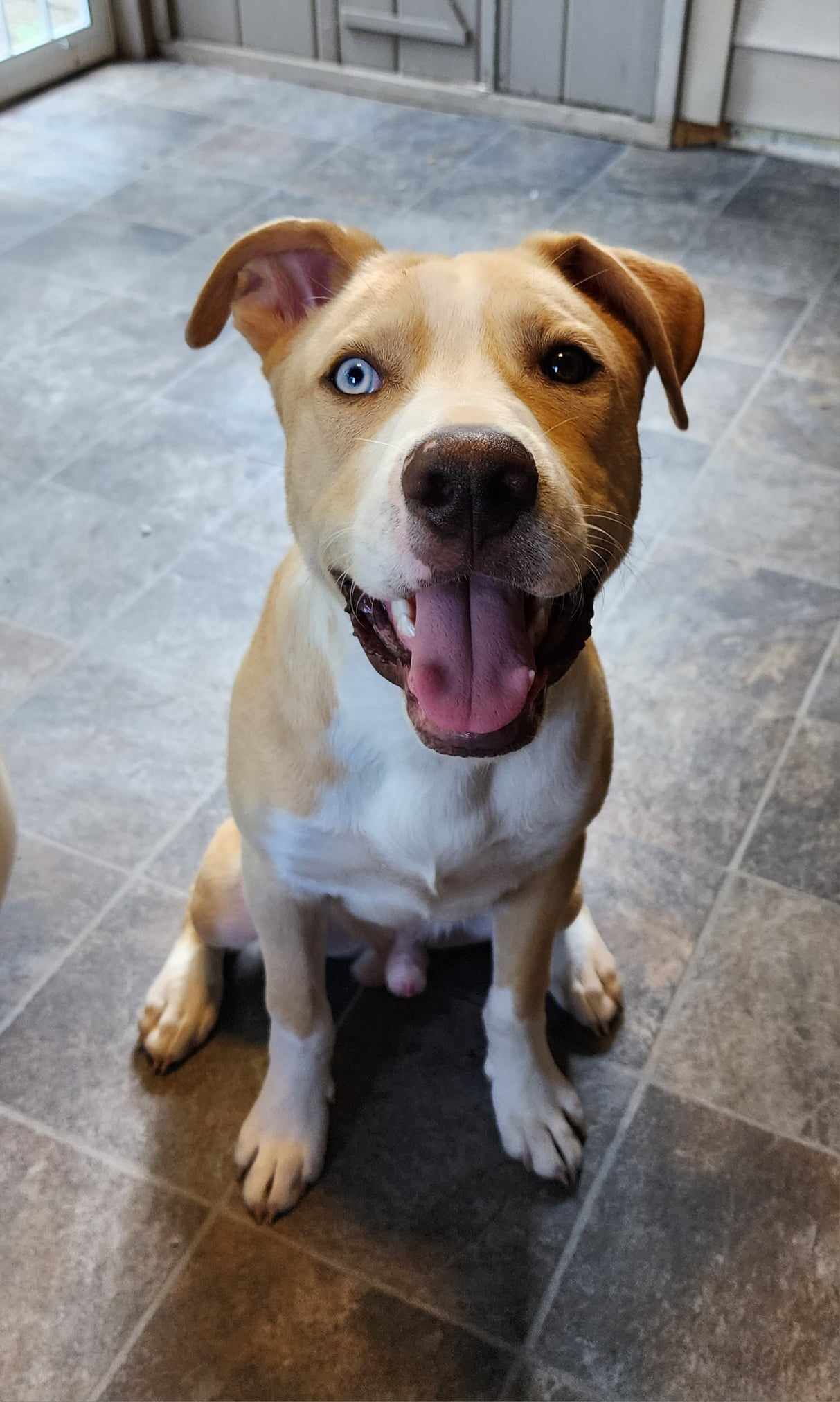 Sweet boy Vinny photo 3