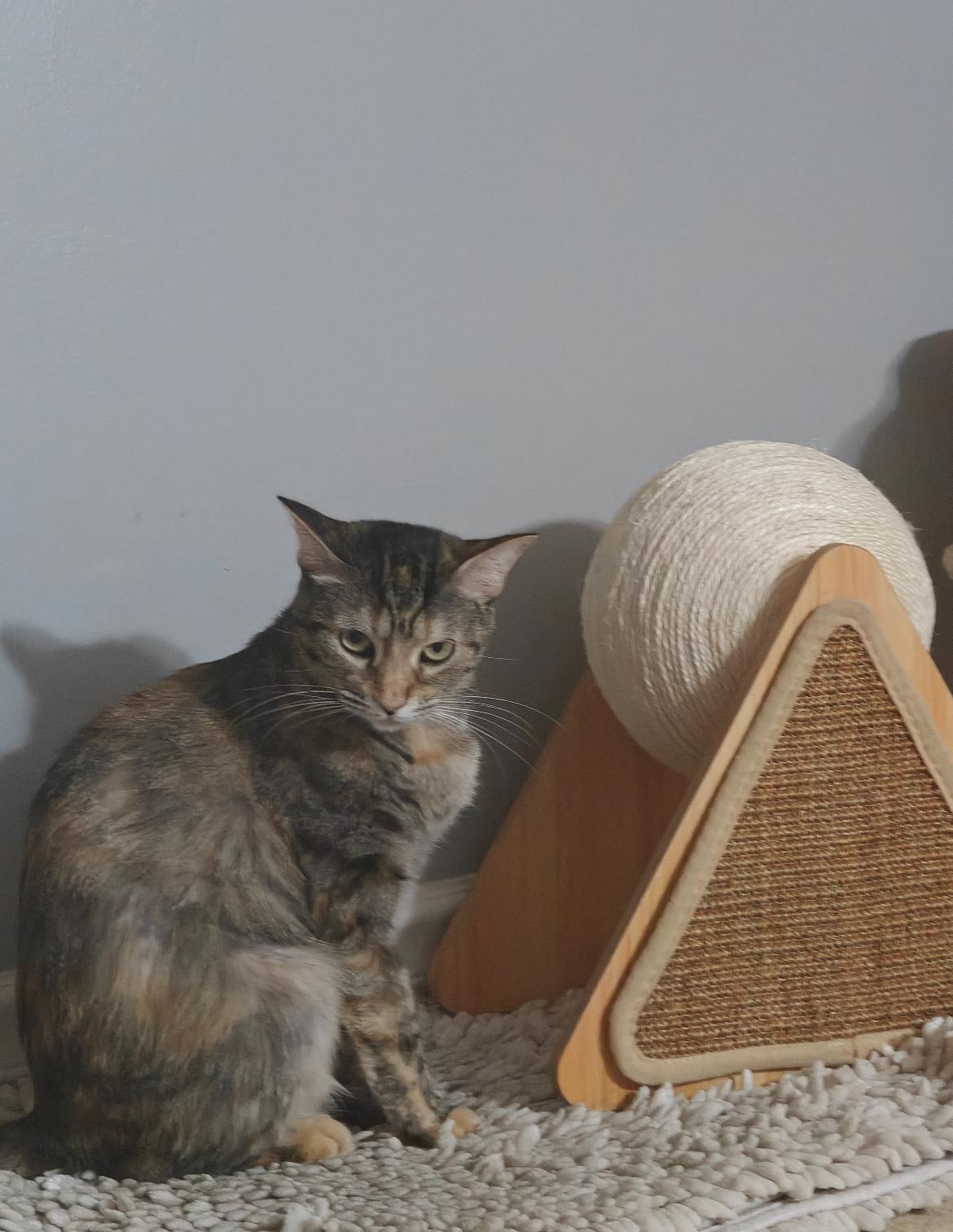 Sally, a ADOPTABLE Domestic Short Hair in Gilbert, AZ image 1/2