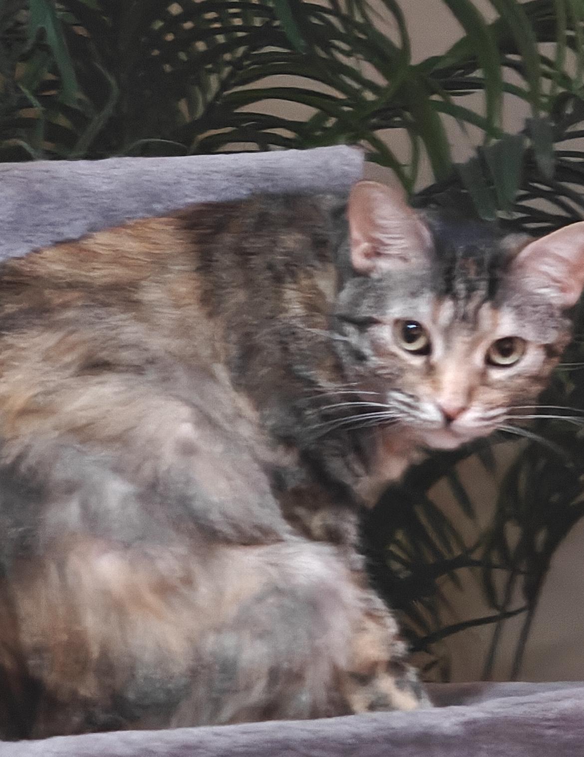 Sally, a ADOPTABLE Domestic Short Hair in Gilbert, AZ image 2/2