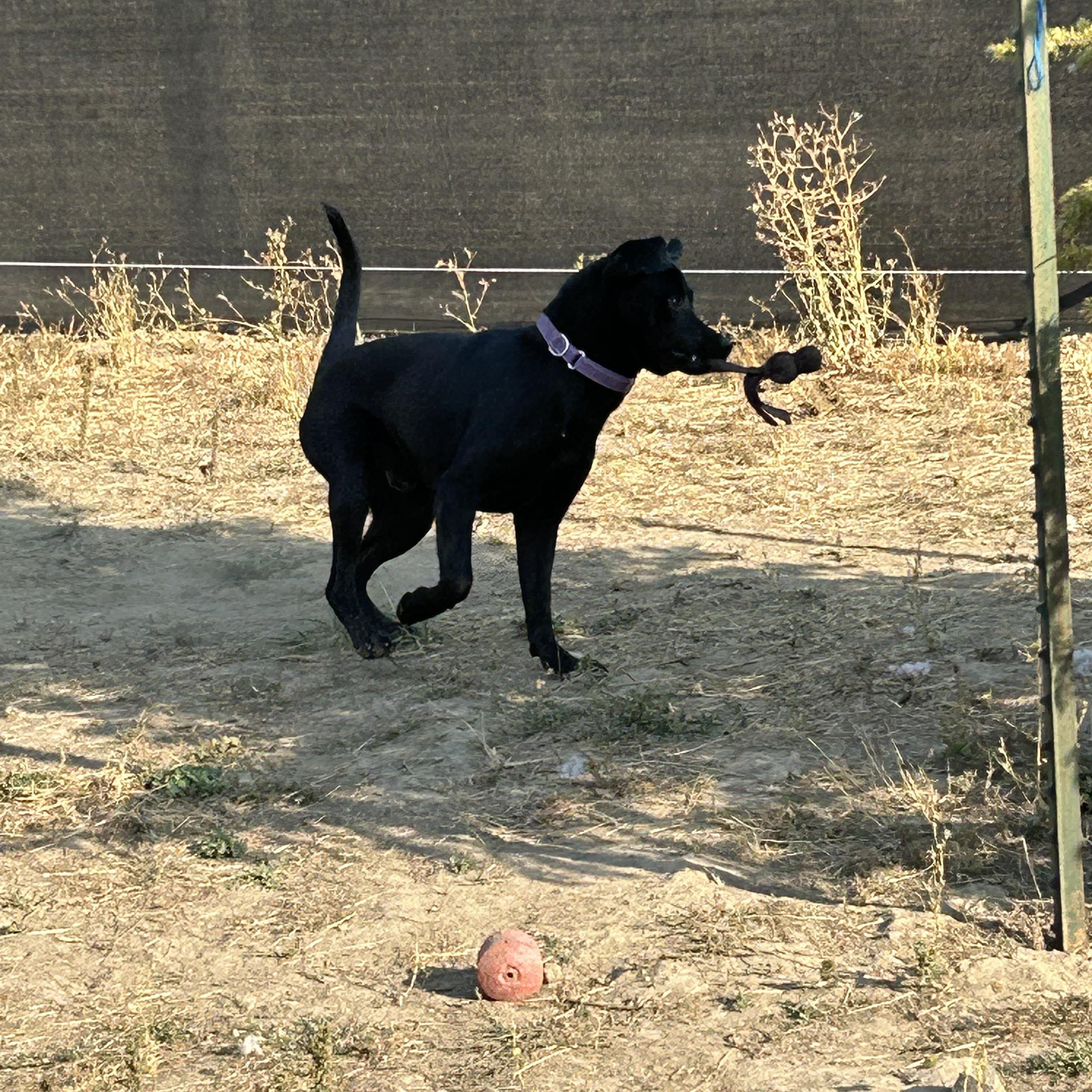 Hank, a Adoptable mixed breed image 1/5