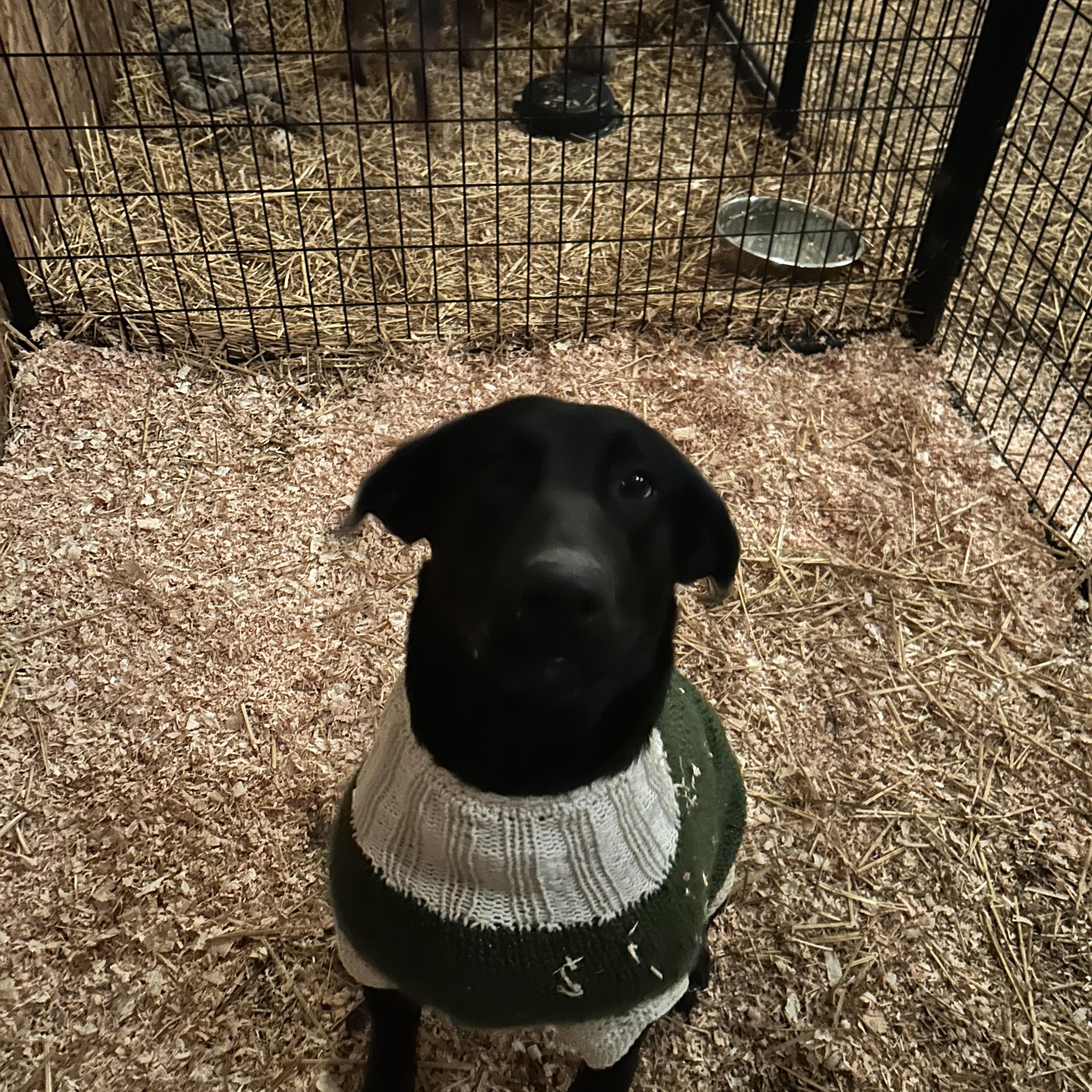 Hank, a Adoptable mixed breed image 2/5